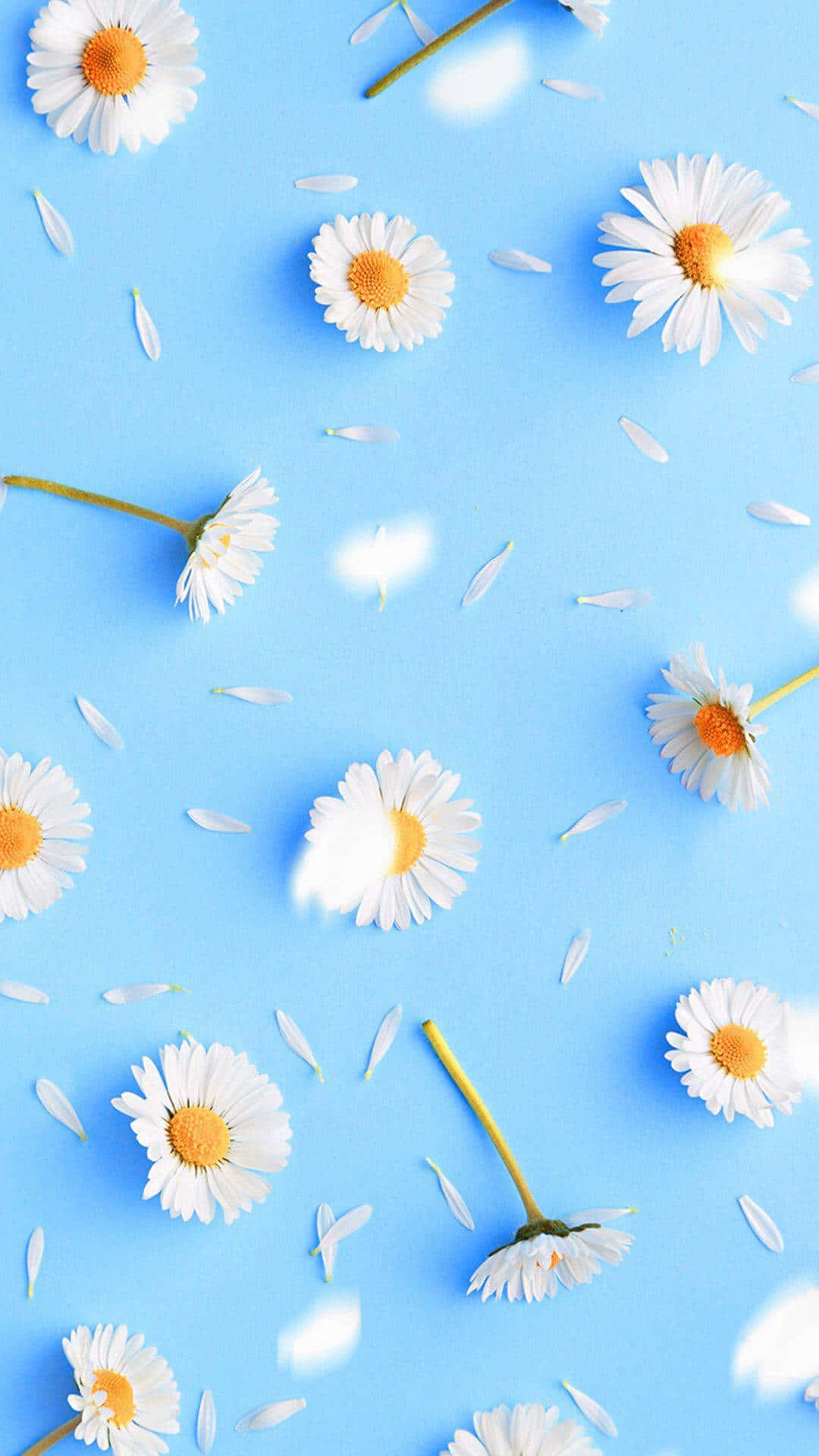 Pastel Blue Spring Daisy Iphone Background