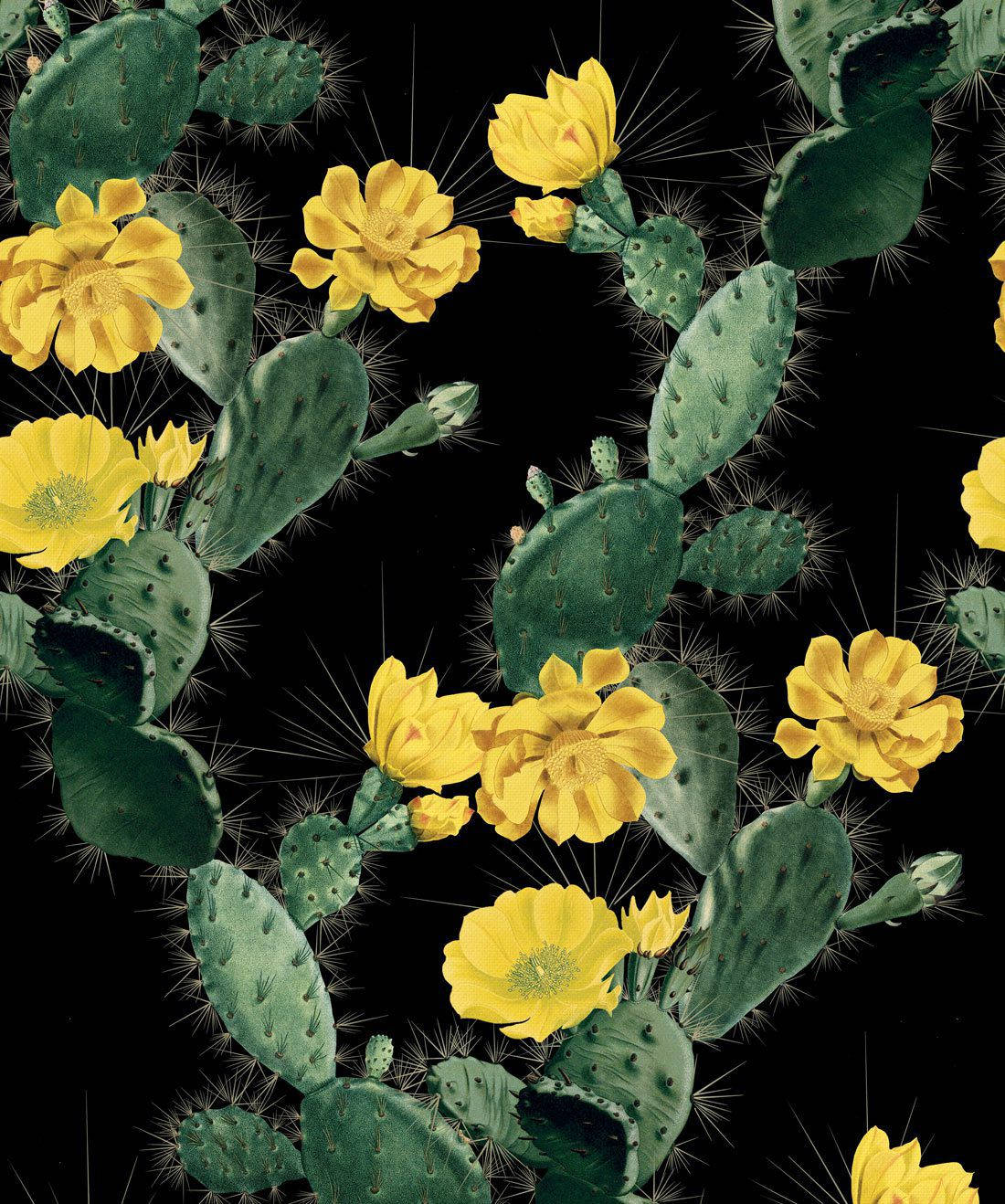 Pastel Cactus Flower Black Canvas Background