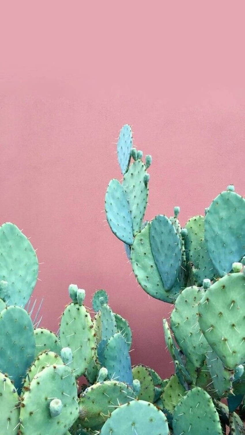 Pastel Cactus On Pink Wall Mobile Background