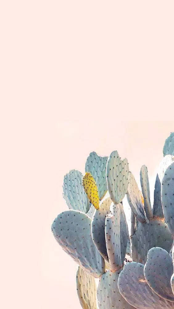 Pastel Cactus Pink Wall Aesthetic Mobile Background