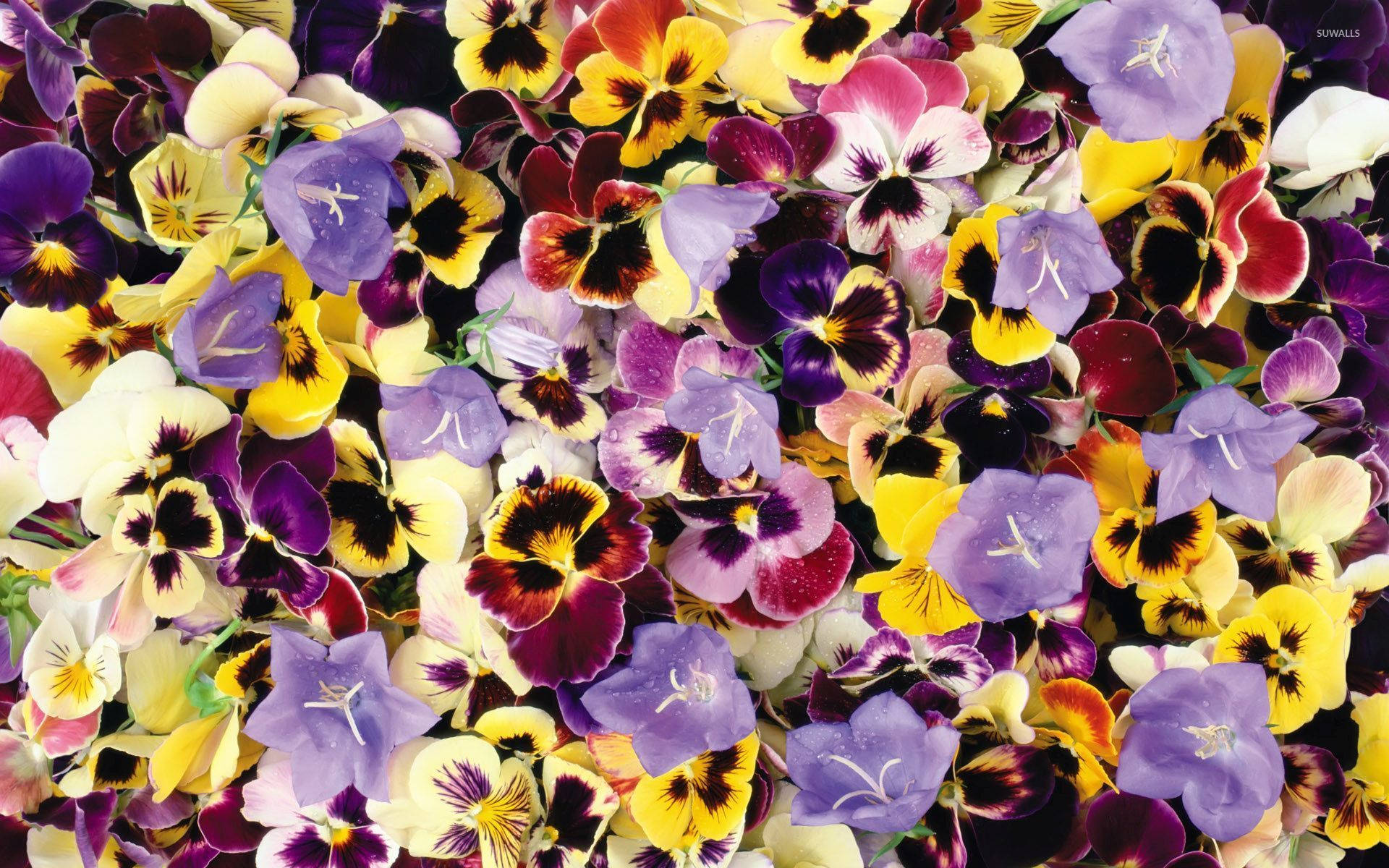 Pastel Color Pansy Garden Background