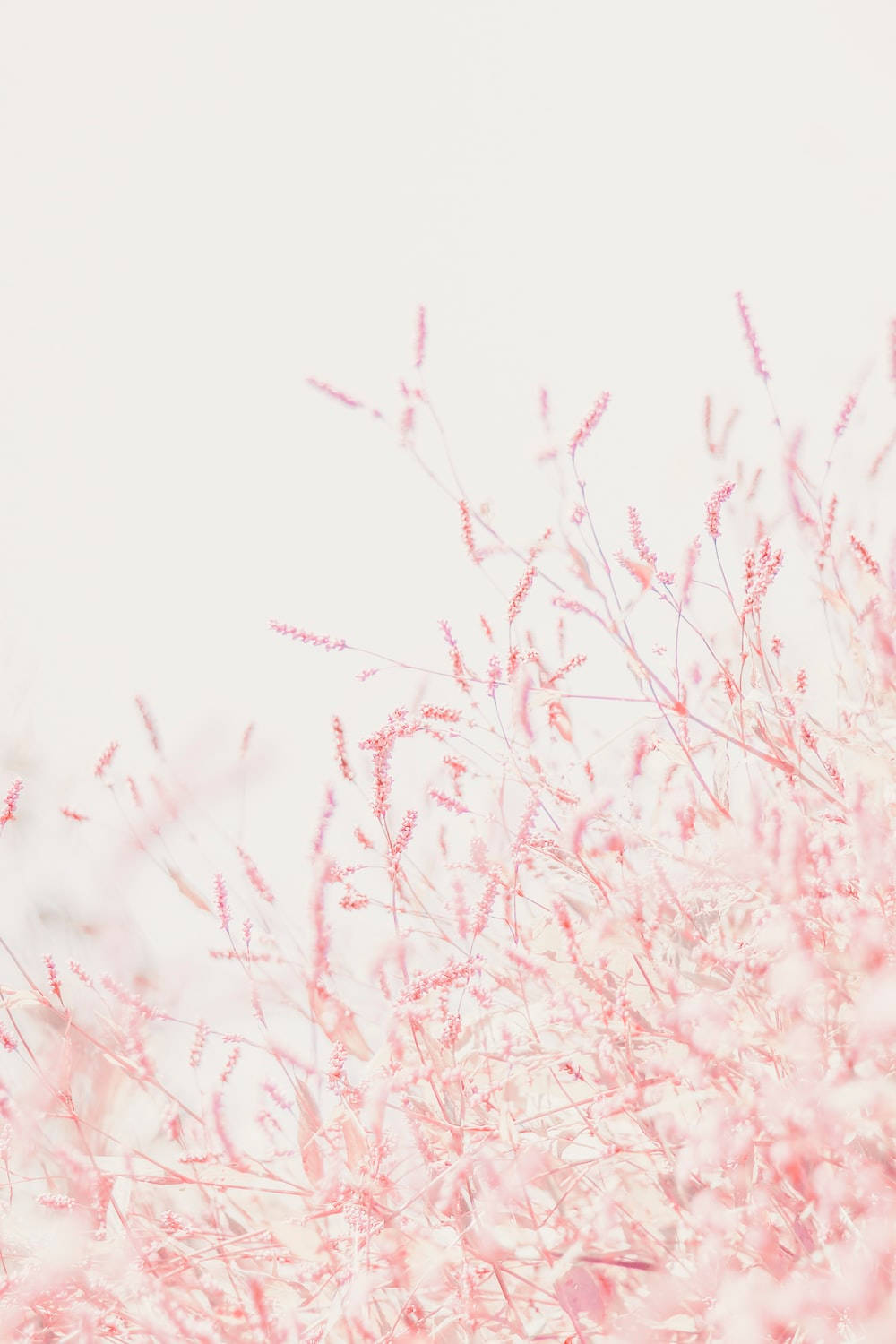 Pastel Ipad Pink Flower Twigs