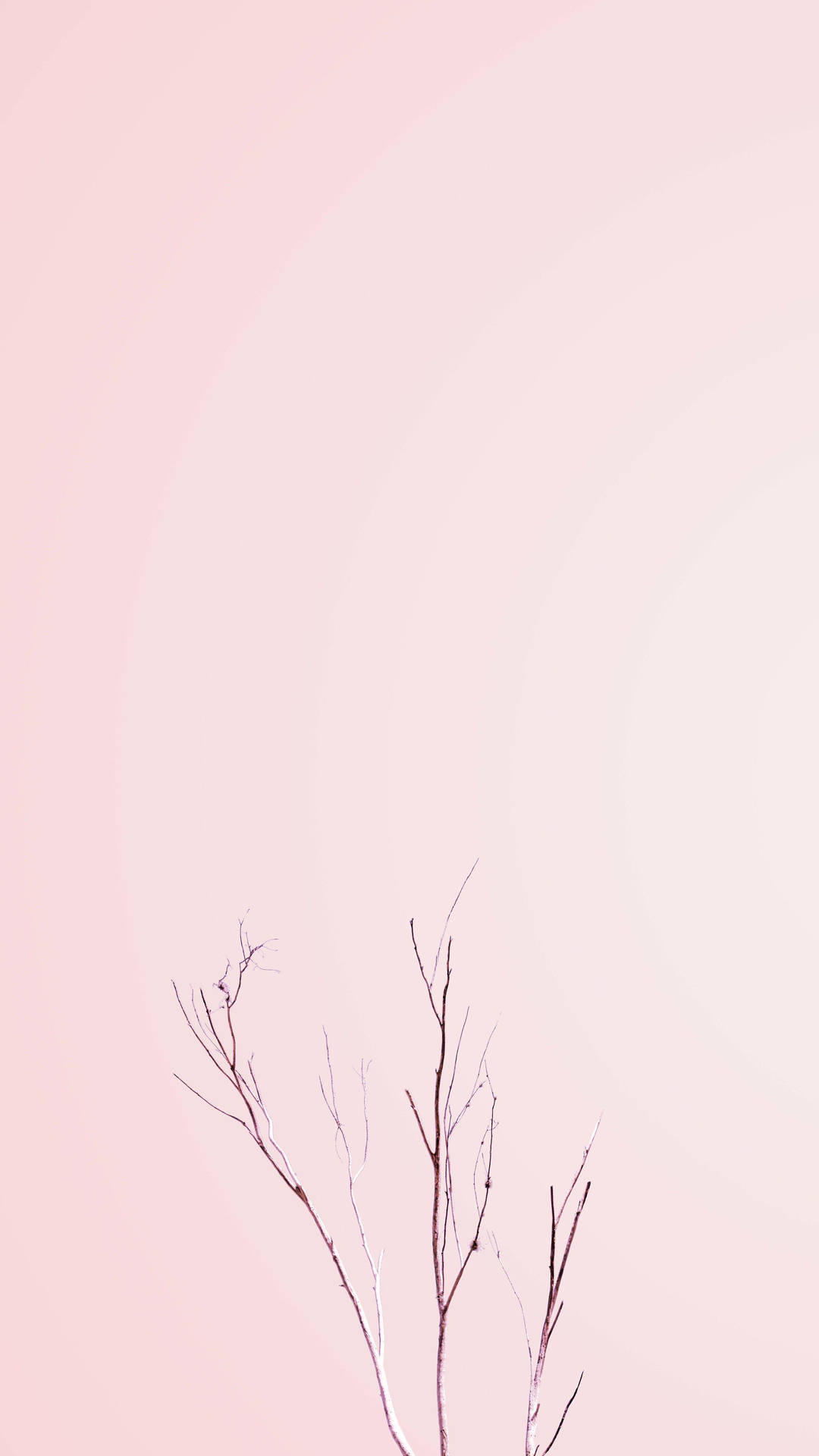 Pastel Iphone Pink Bare Plant Background