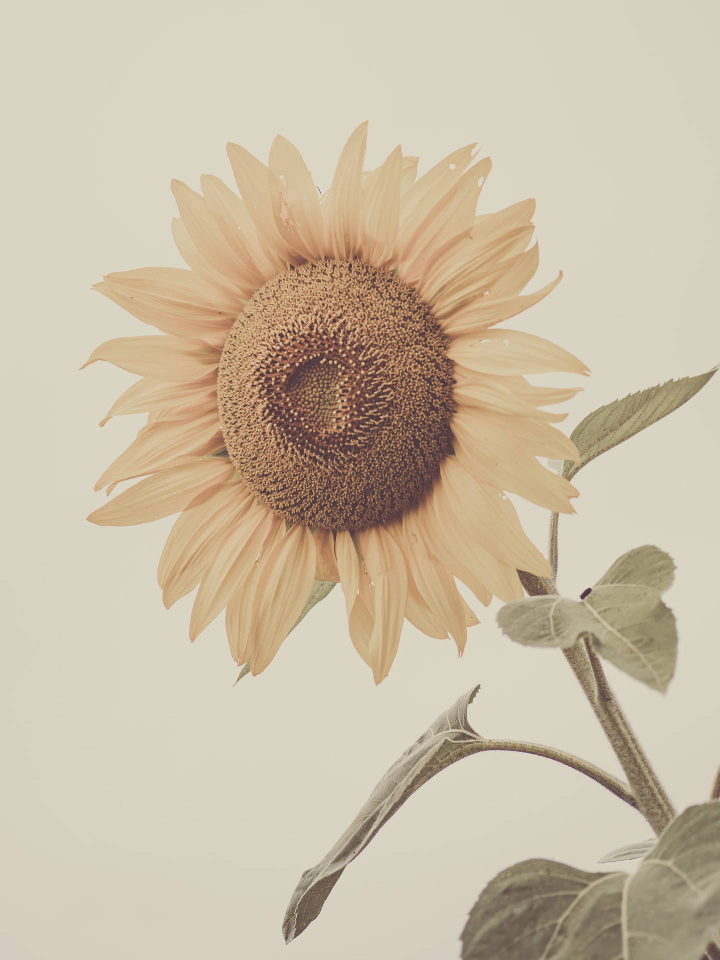 Pastel Iphone Sunflower Background