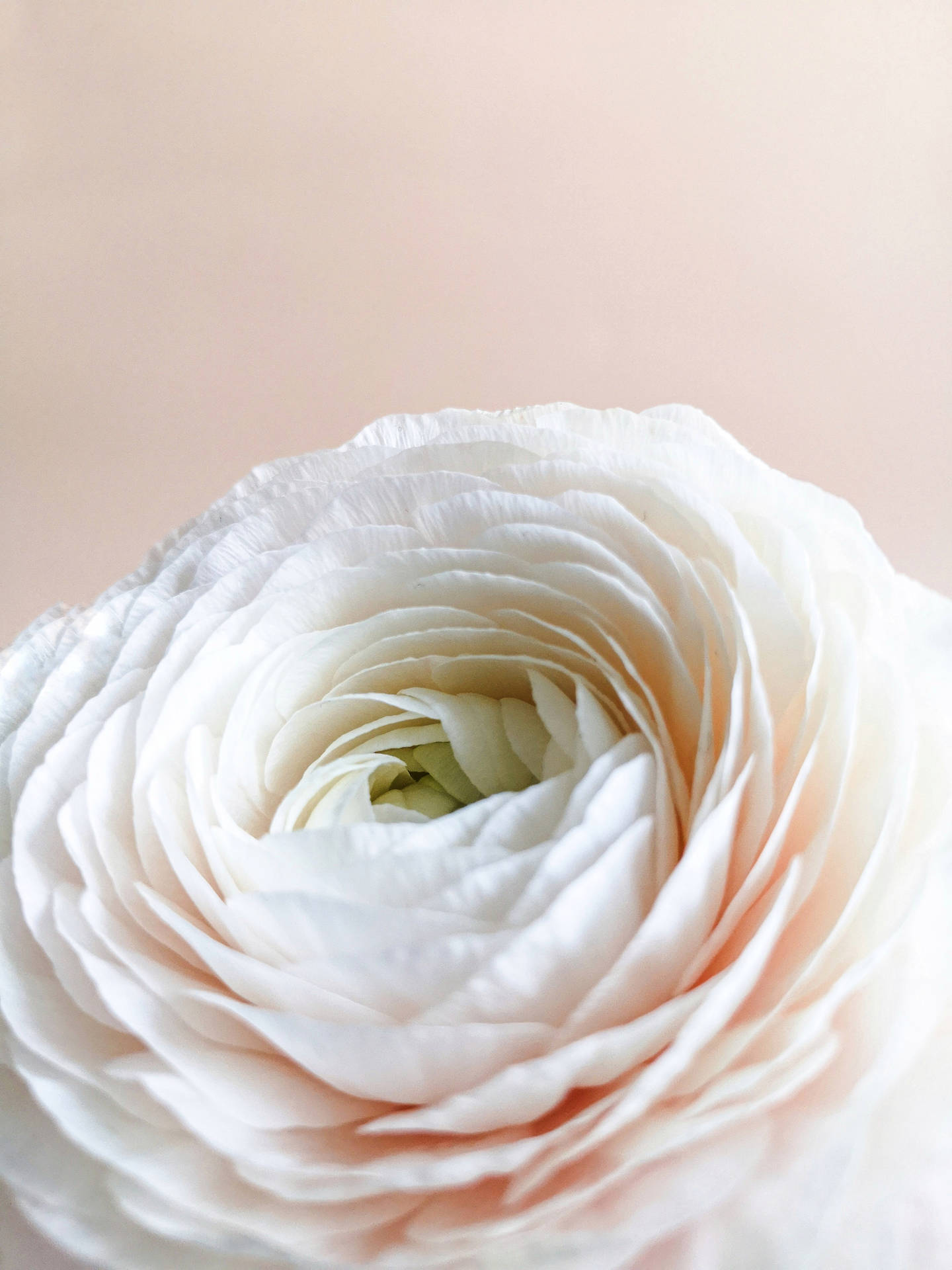 Pastel Iphone White Flower Background