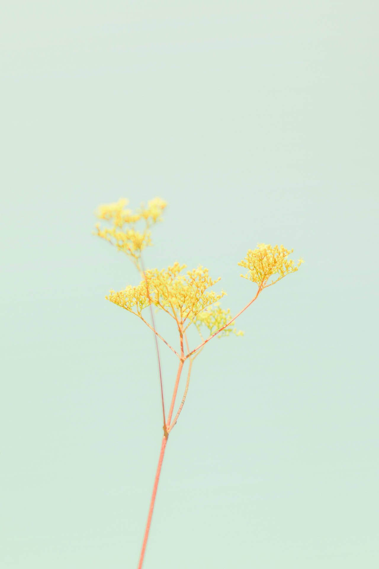 Pastel Iphone Yellow Green Flower Background