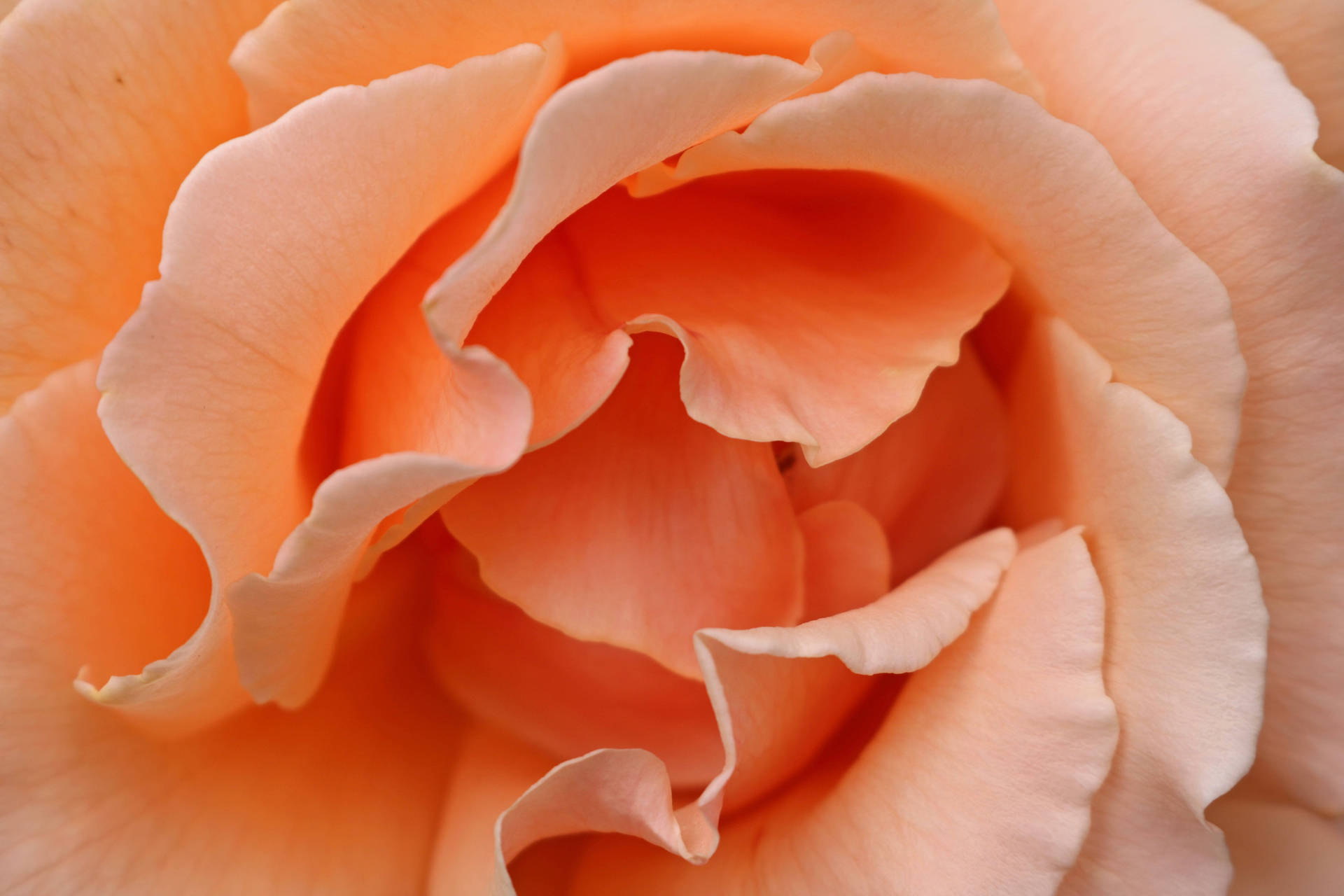 Pastel Orange Aesthetic Rose Background