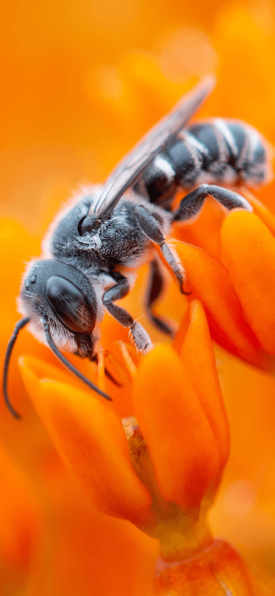 Pastel Orange Bee On Flowers Background