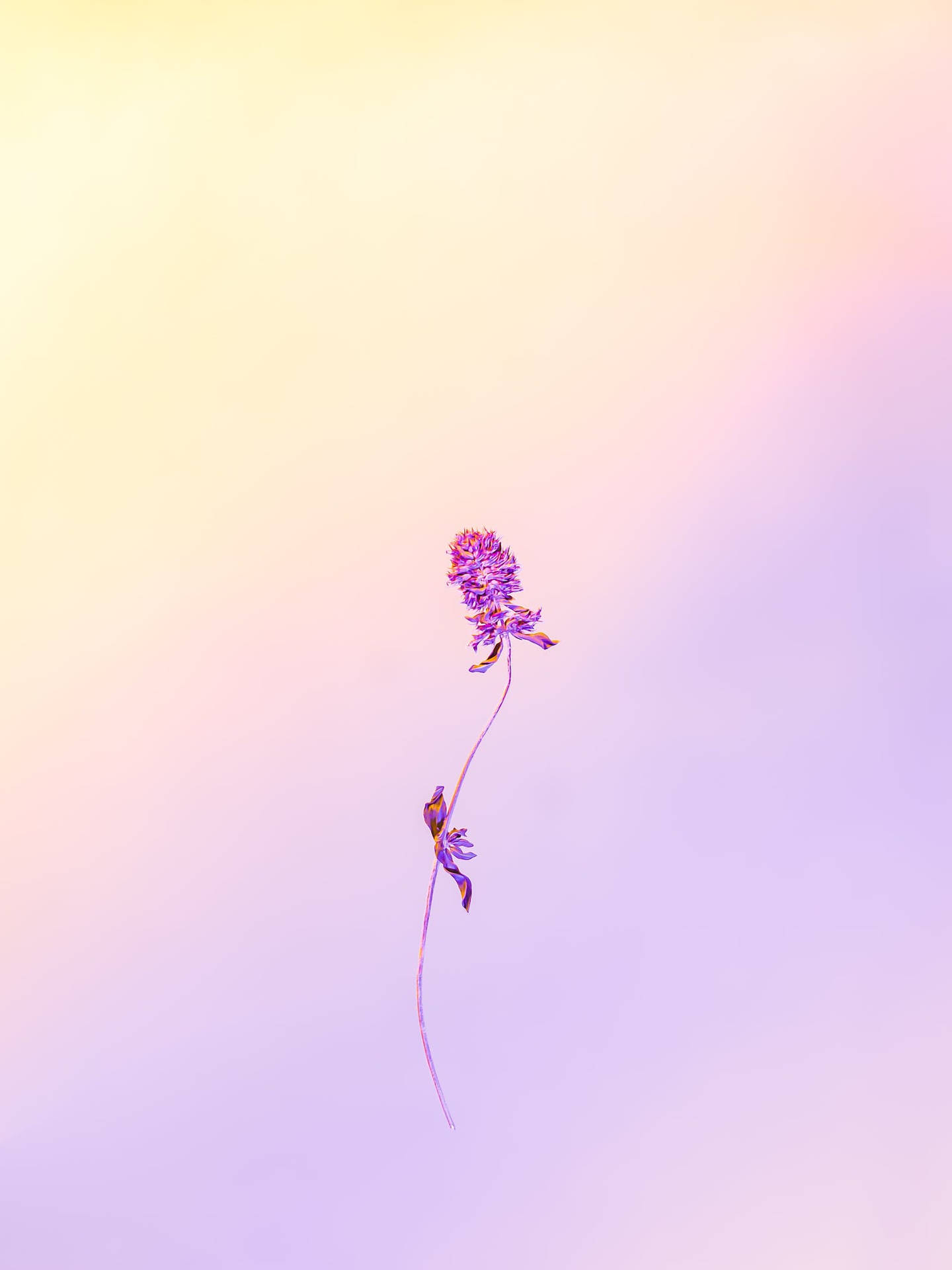 Pastel Phone Minimalist Flower Background