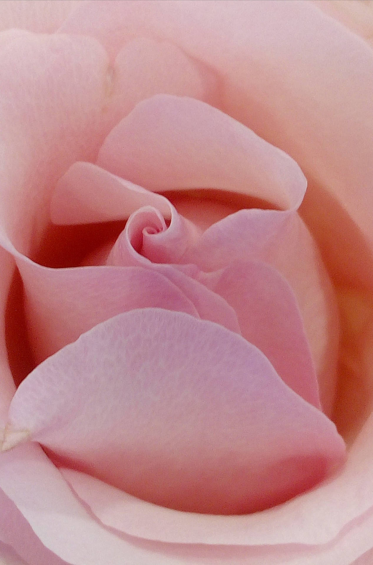 Pastel Phone Pink Rose Flower Background