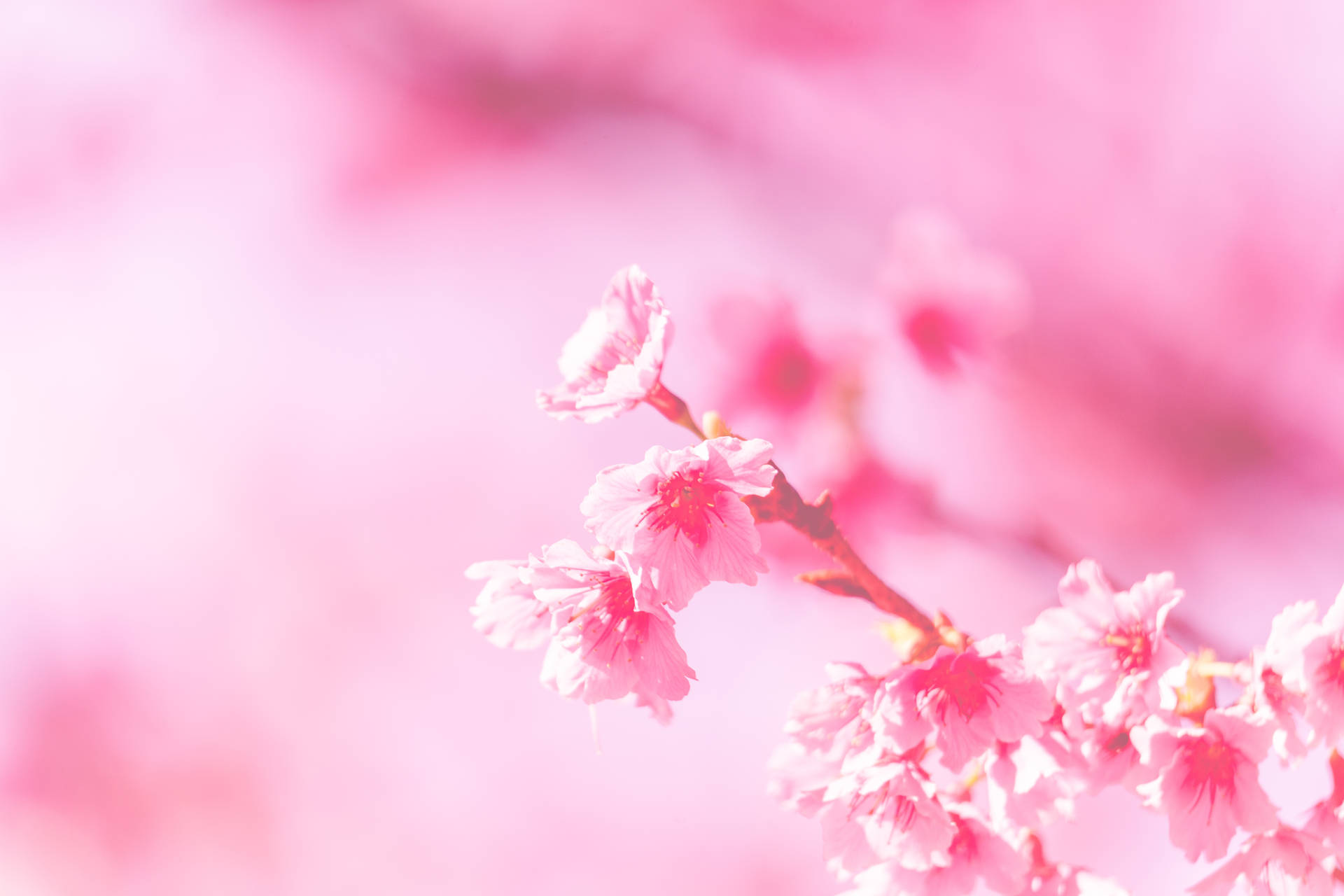 Pastel Pink Aesthetic Flower Background
