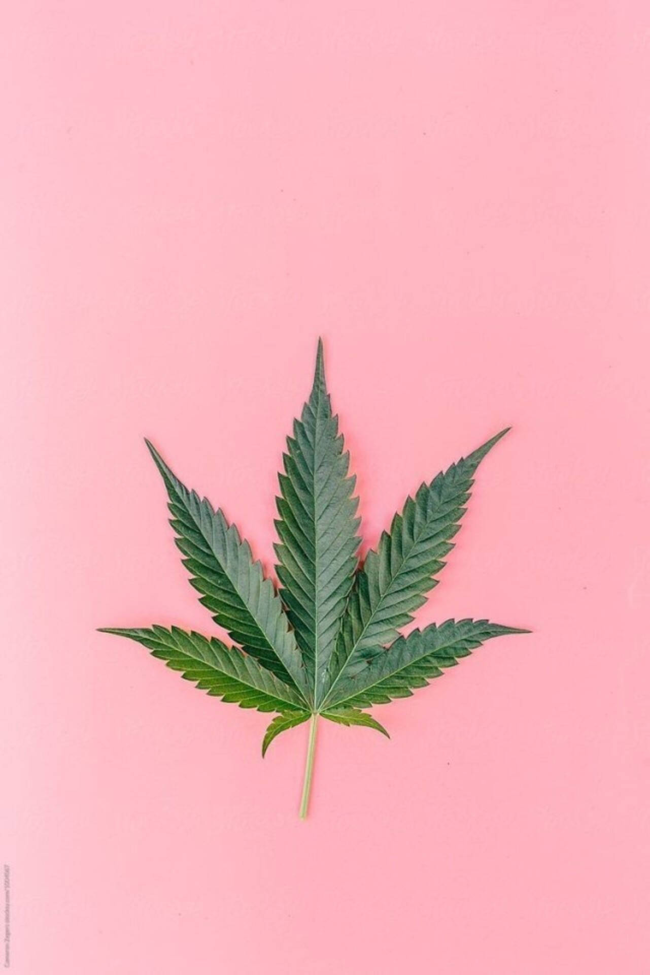 Pastel Pink Background Weed Aesthetic Background