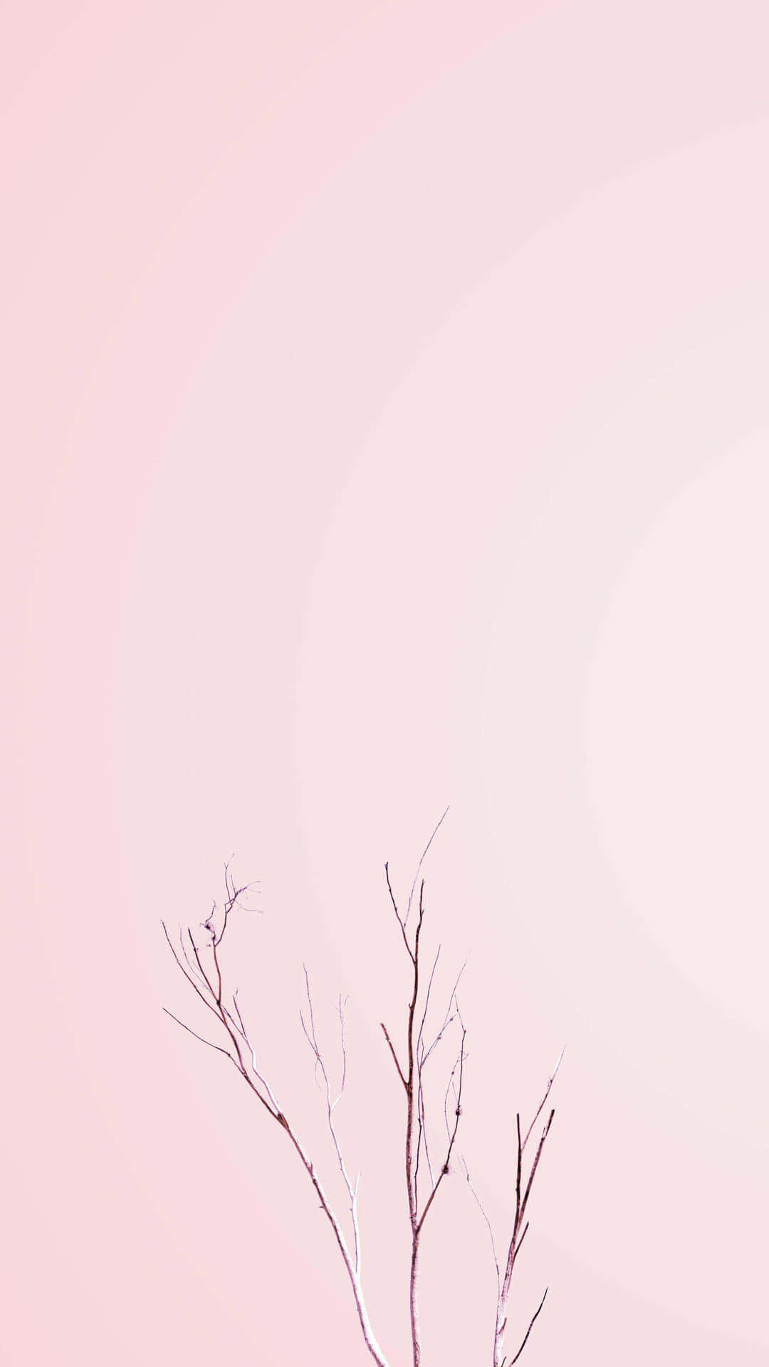 Pastel Pink Bare Branches Minimalism.jpg Background