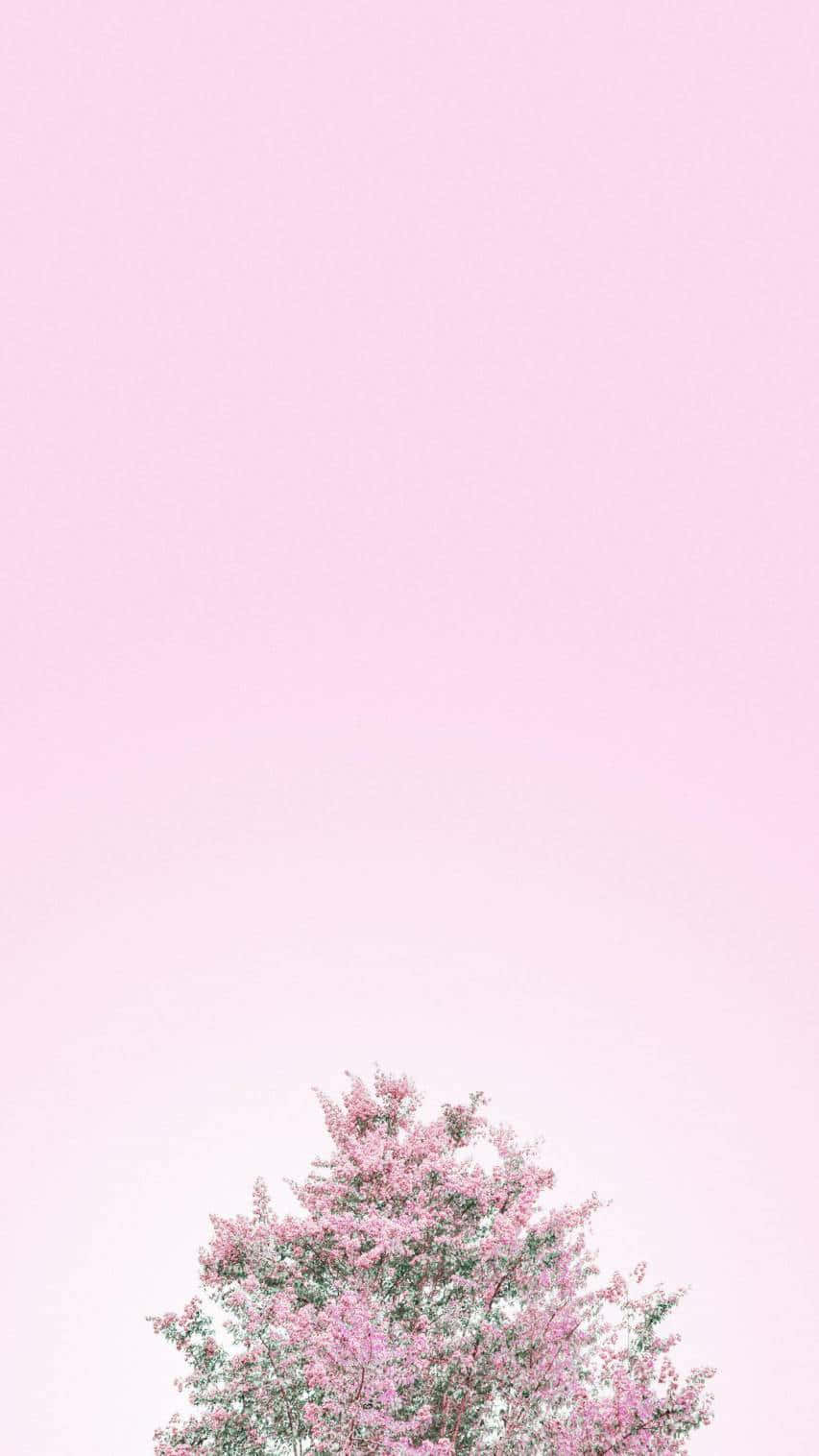 Pastel Pink Blooming Tree Minimalism Background