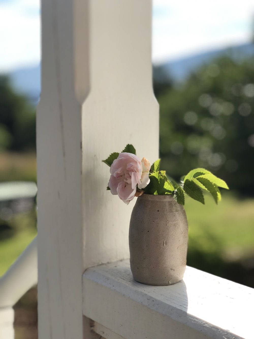 Pastel Pink Camellia In Flower Vase Background