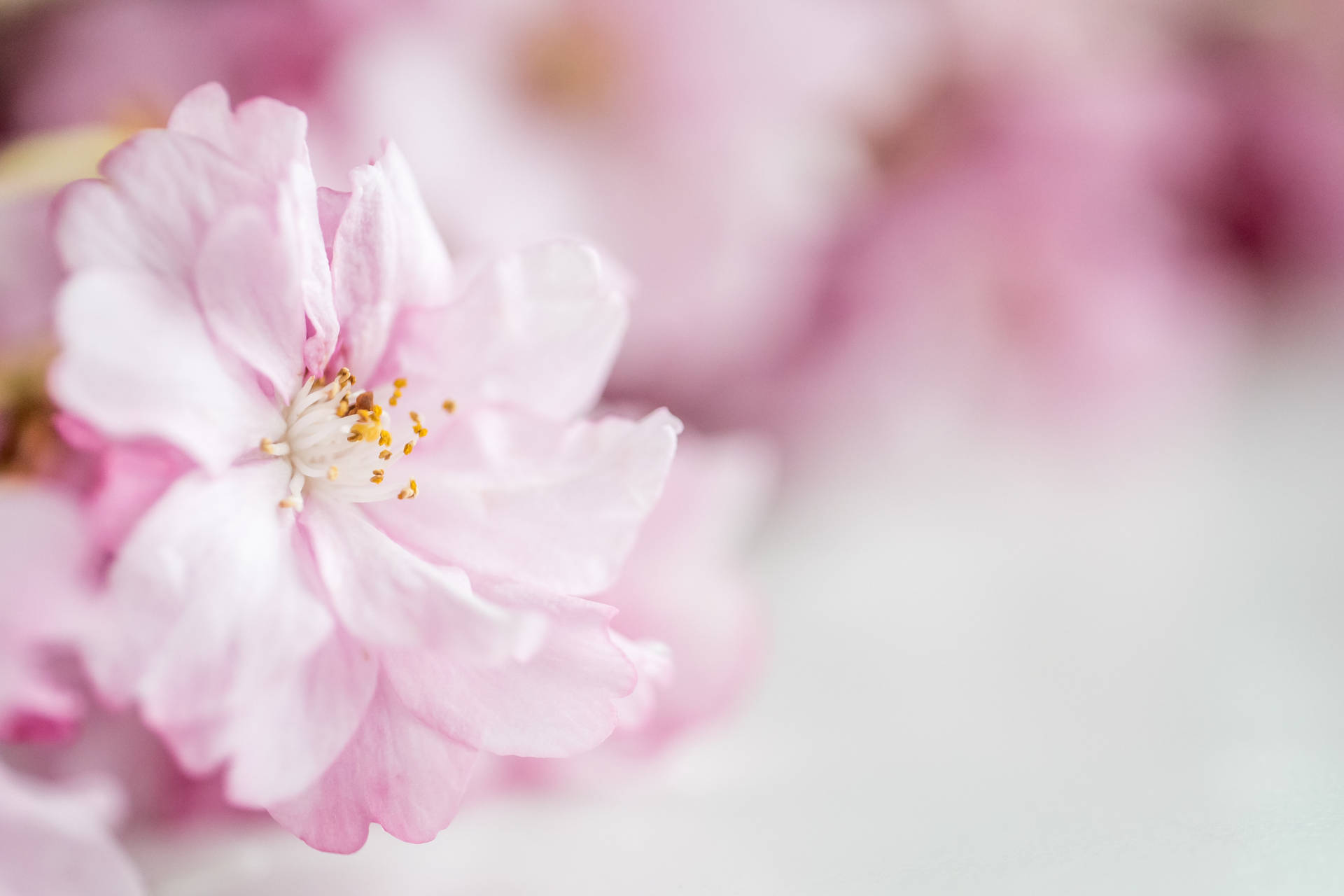 Pastel Pink Cherry Blossom Background