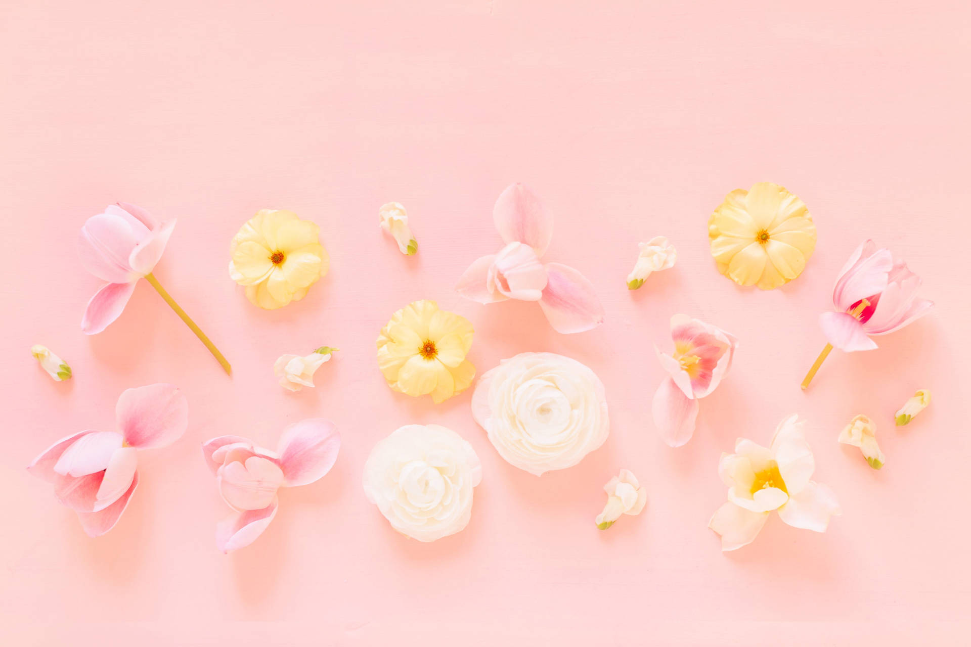 Pastel Pink Flower Flat Lay Background