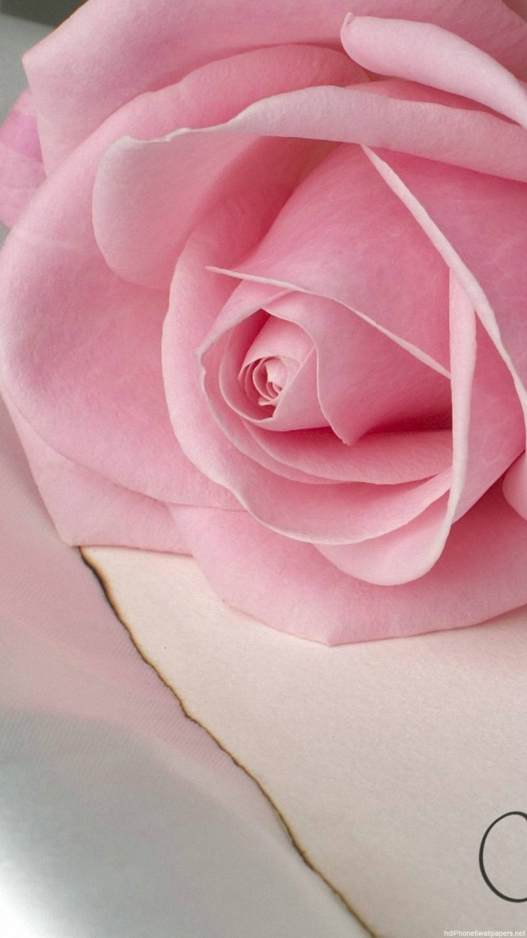 Pastel Pink Rose Iphone Background
