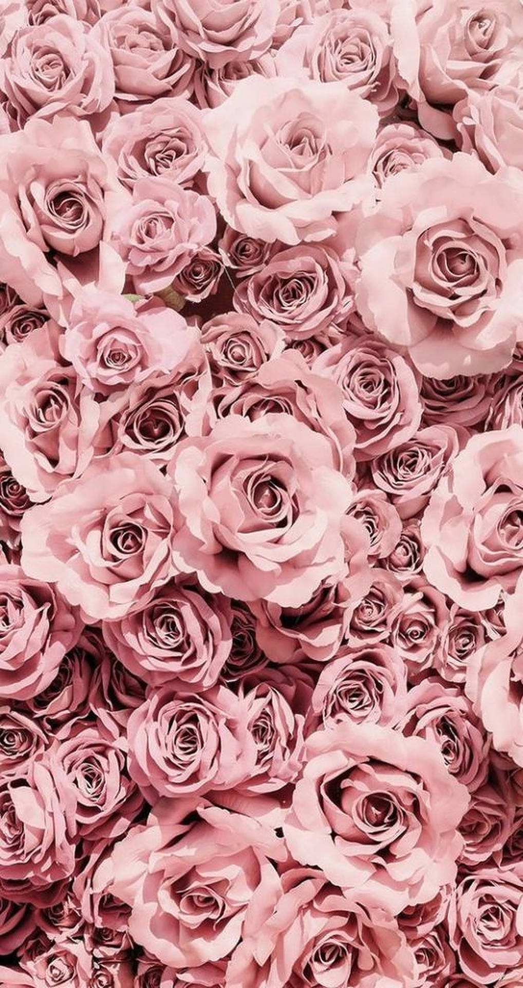 Pastel Pink Roses Background Background