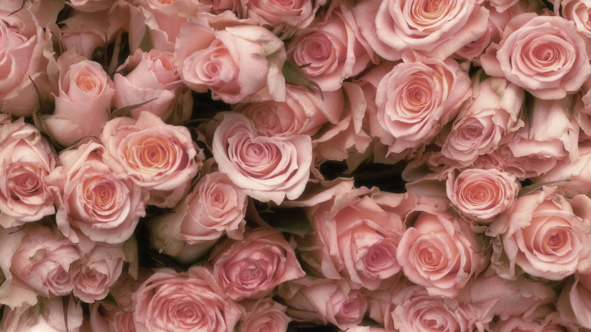 Pastel Pink Roses Background