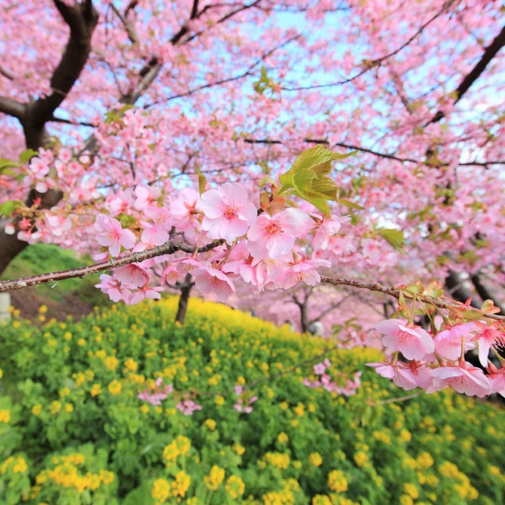 Pastel Pink Spring Tree Ipad Background