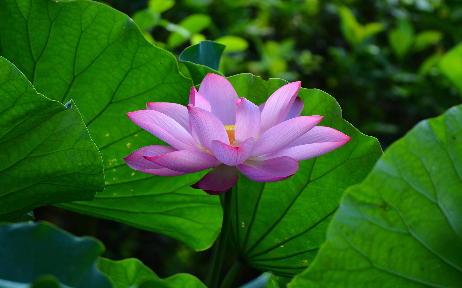 Pastel Pink Summer Lotus Plants Background