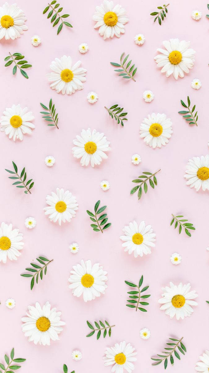 Pastel Pink Surface And Daisy Iphone Background