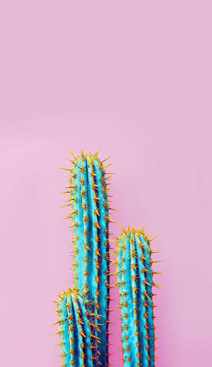 Pastel Pink Thorned Cactus Mobile Background