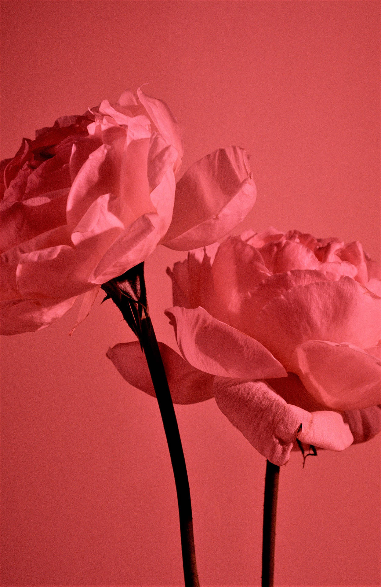 Pastel Red Aesthetic Garden Roses Background