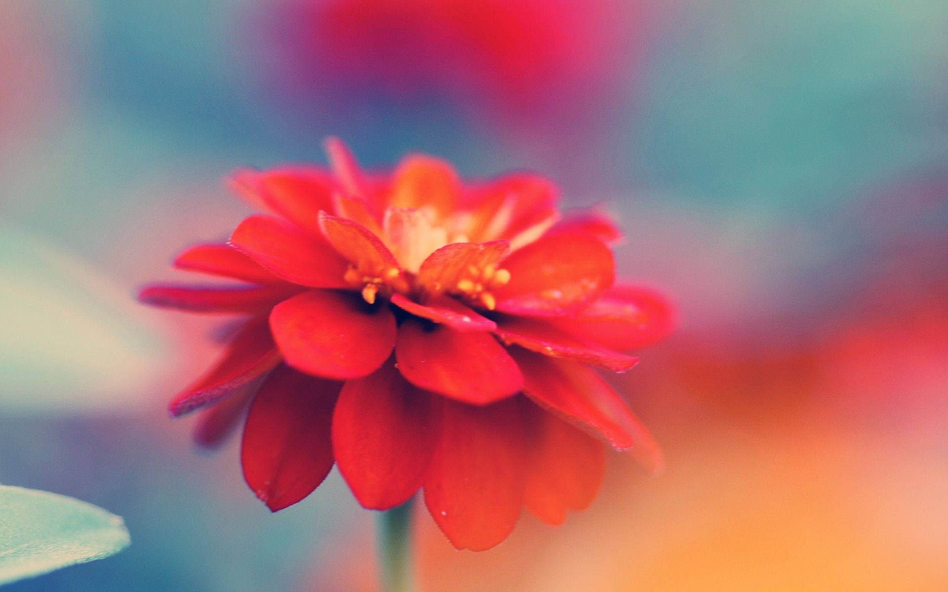 Pastel Red Macro Flower Background