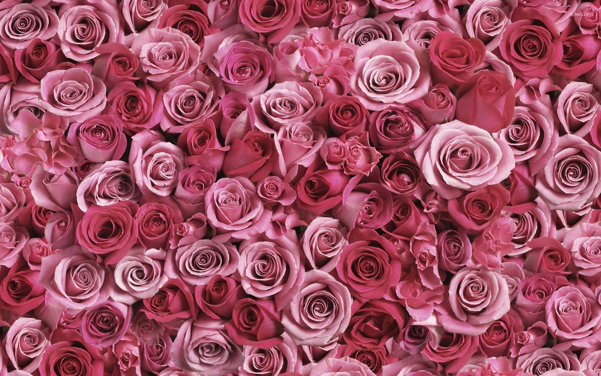 Pastel Roses Desktop
