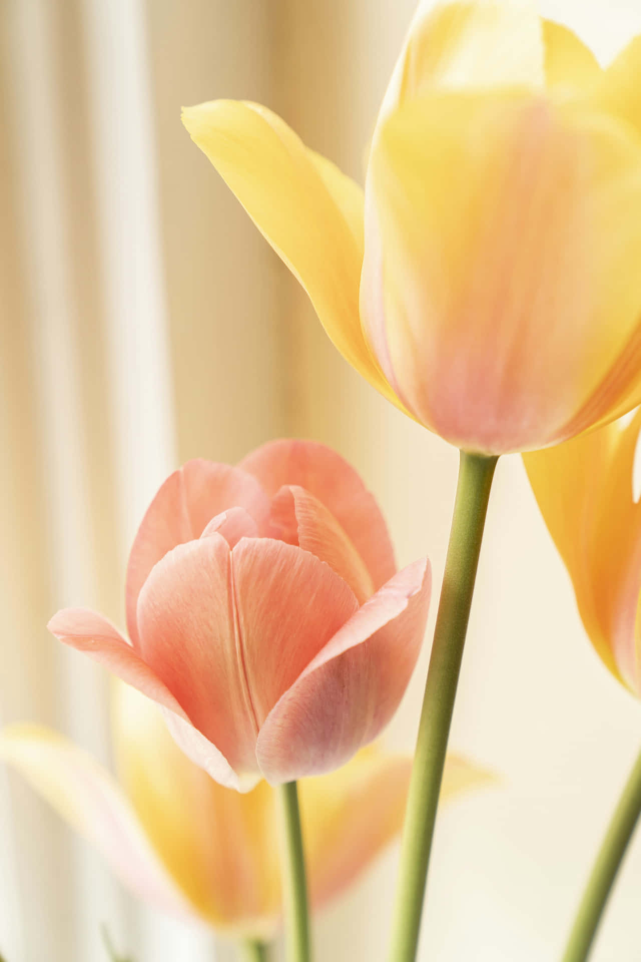 Pastel Tulips Sunlit Beauty Background