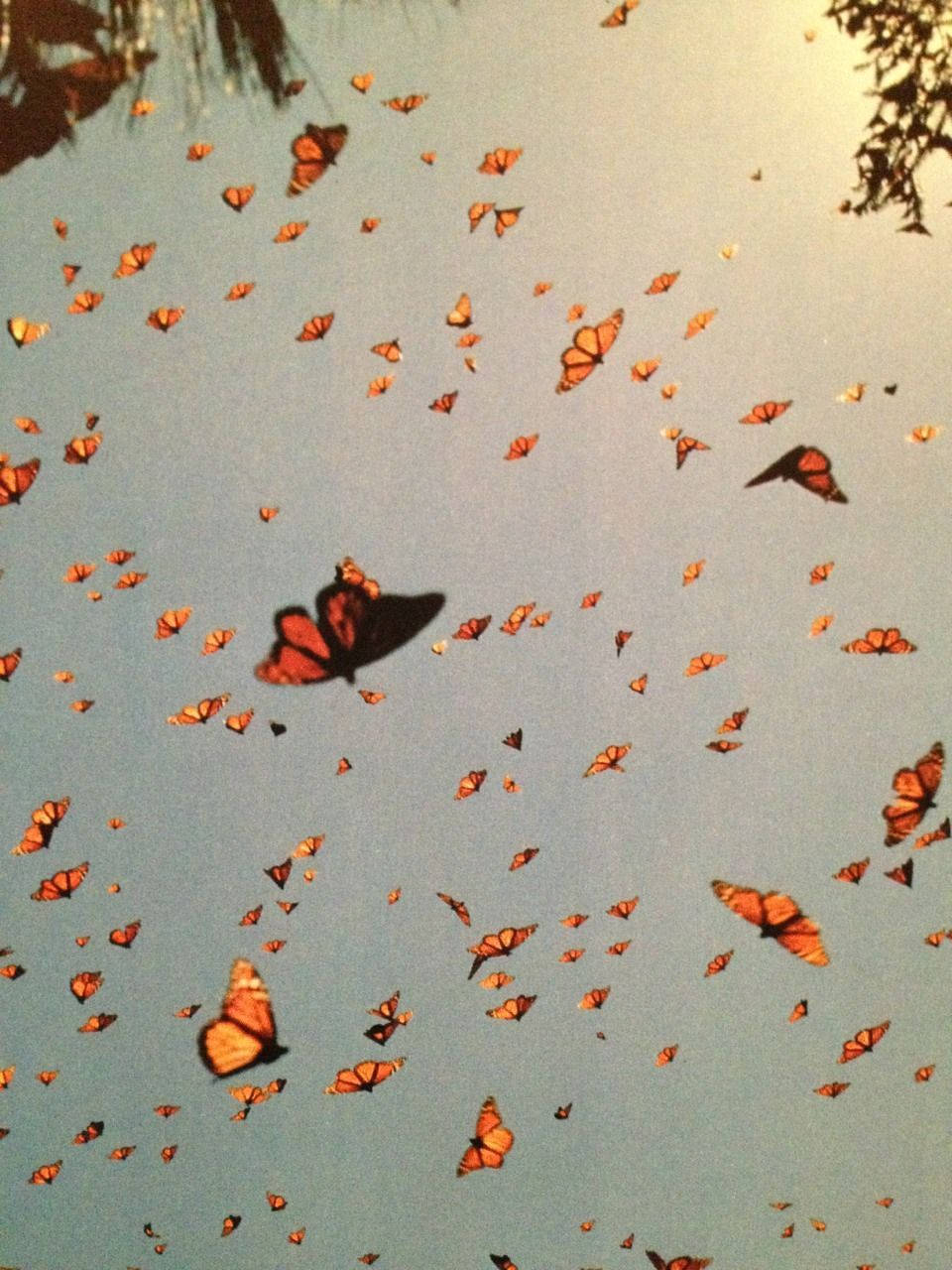 Pastel Vintage Illustration Of Butterflies Background