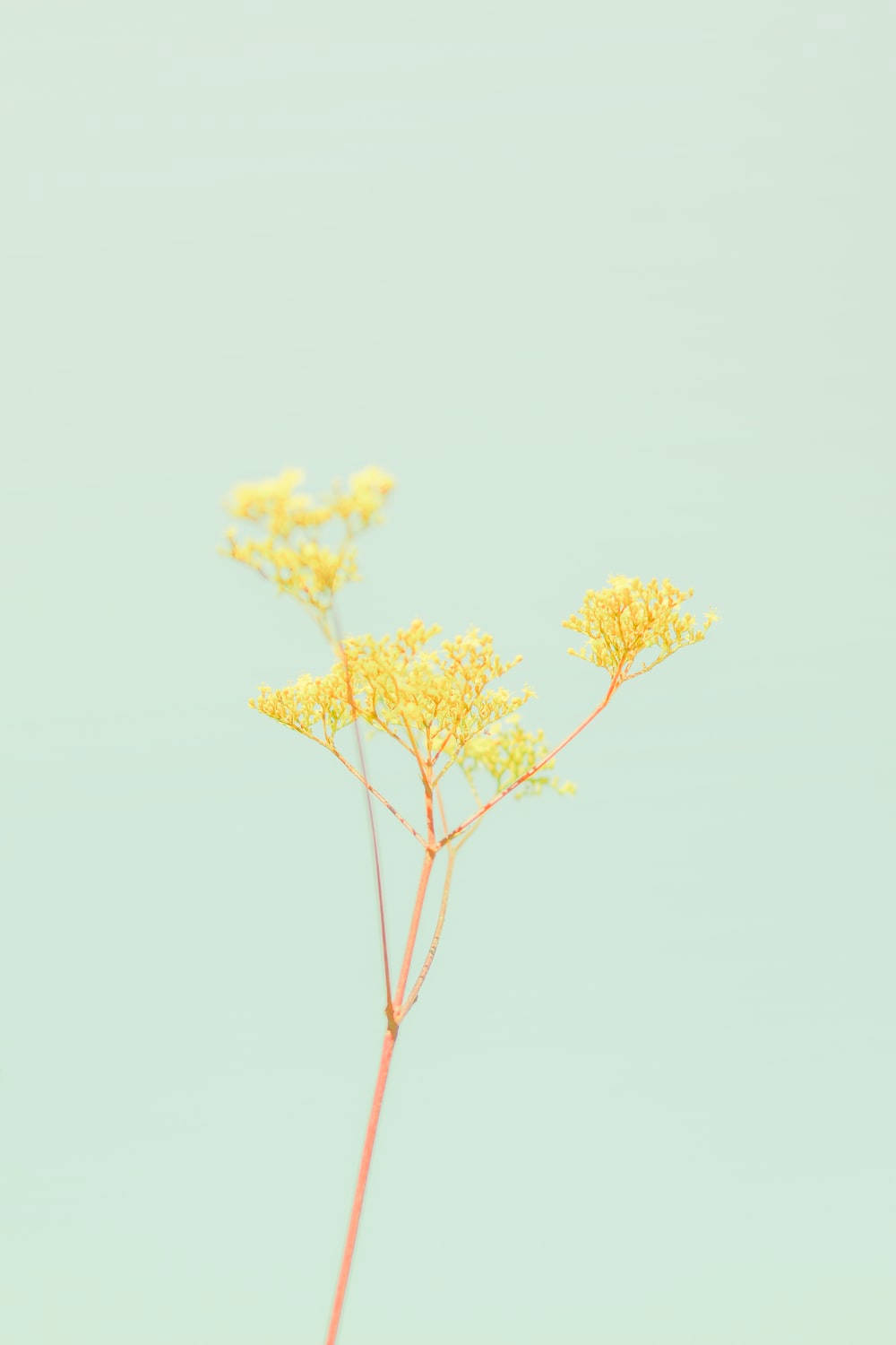 Pastel Yellow Aesthetic With Flower Background