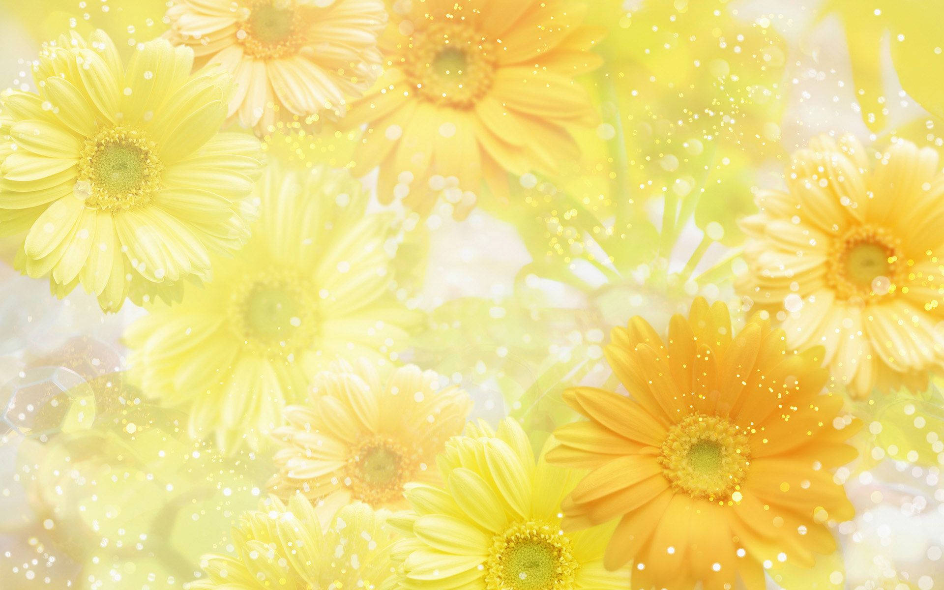 Pastel Yellow Chrysanthemum Flowers Background