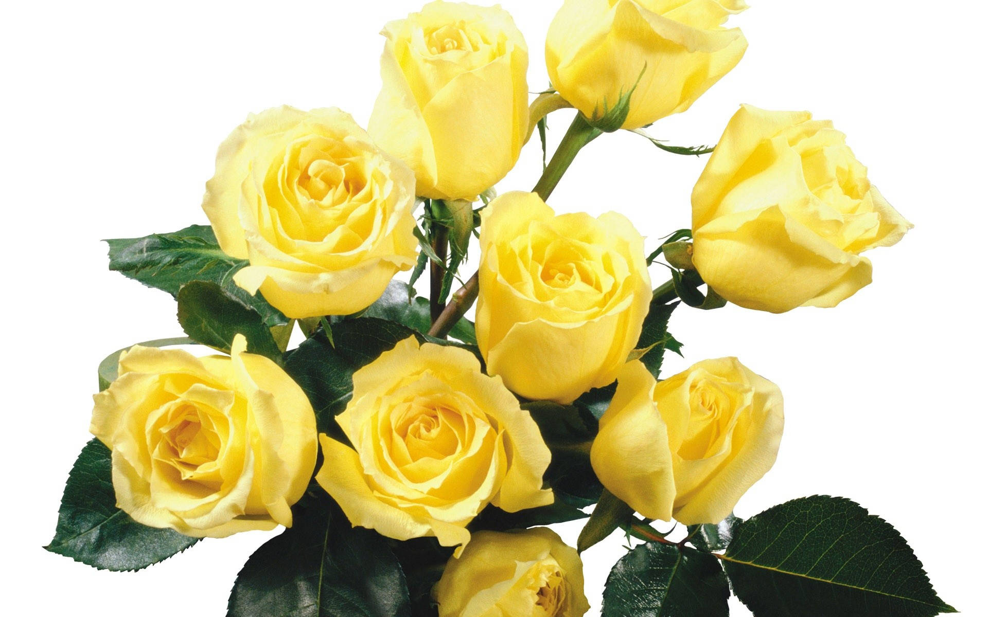 Pastel Yellow Roses Bouquet Background