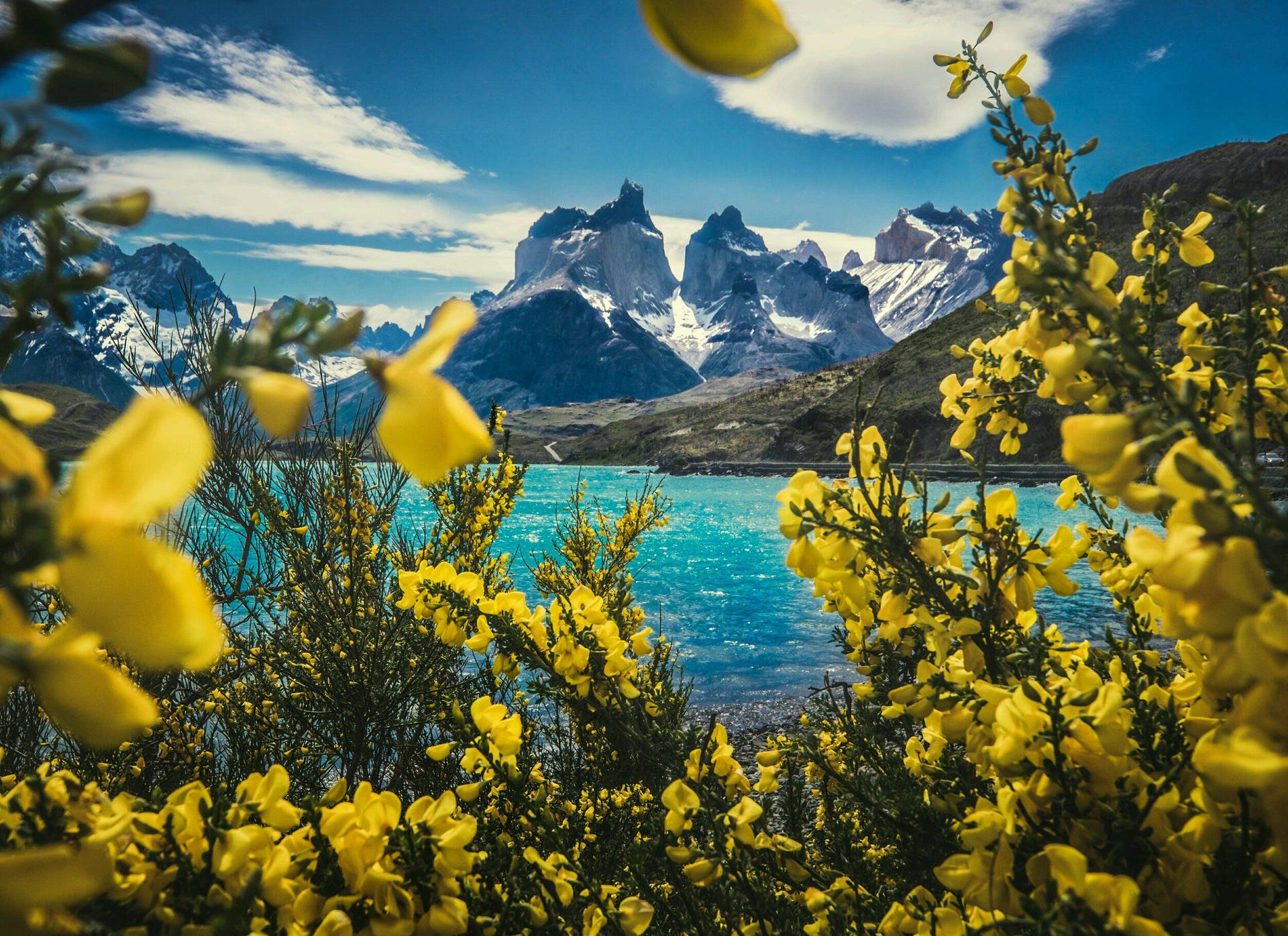 Patagonia View With Yellow Flowers Background