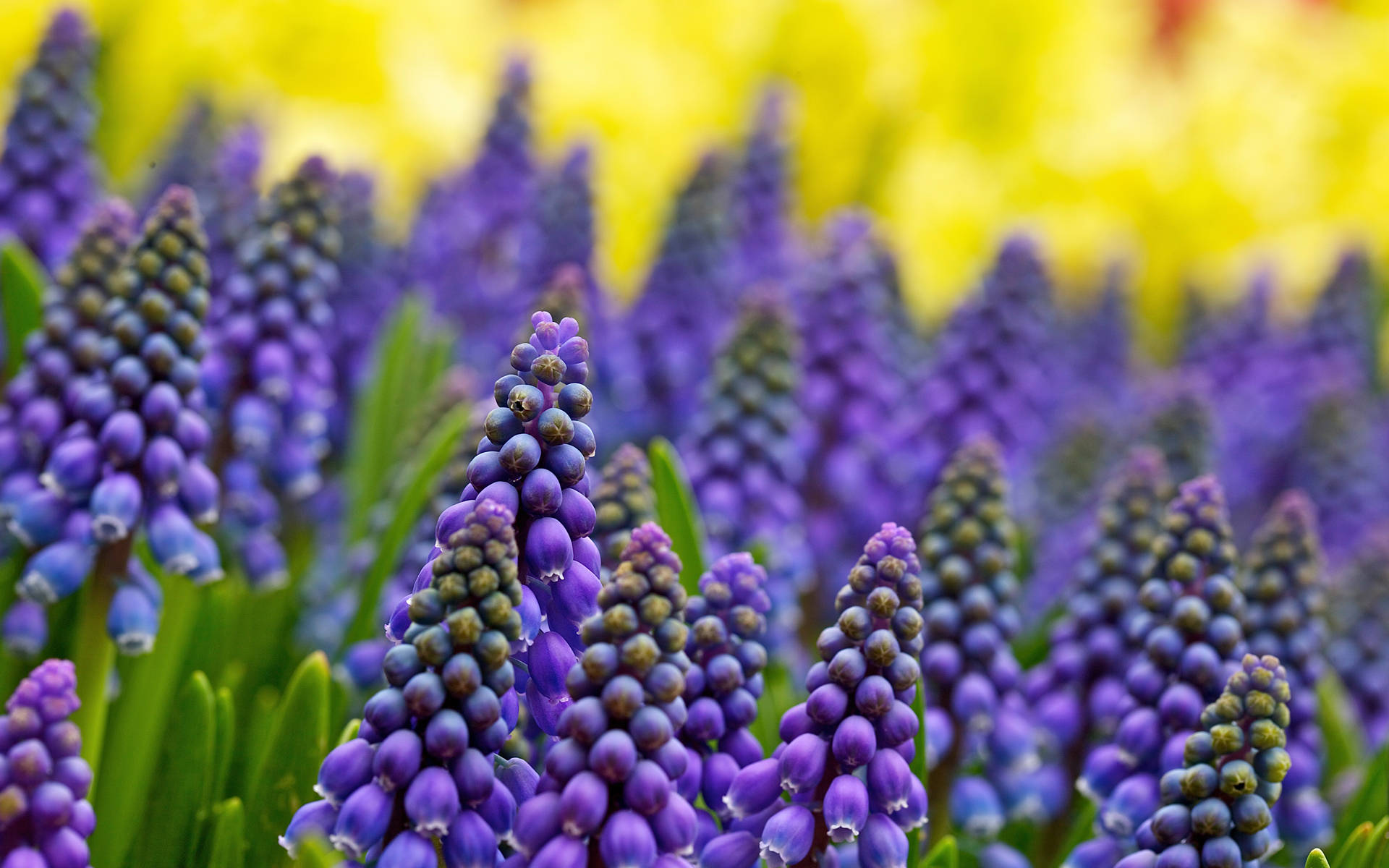 Patch Of Grape Hyacinth Flowers Background