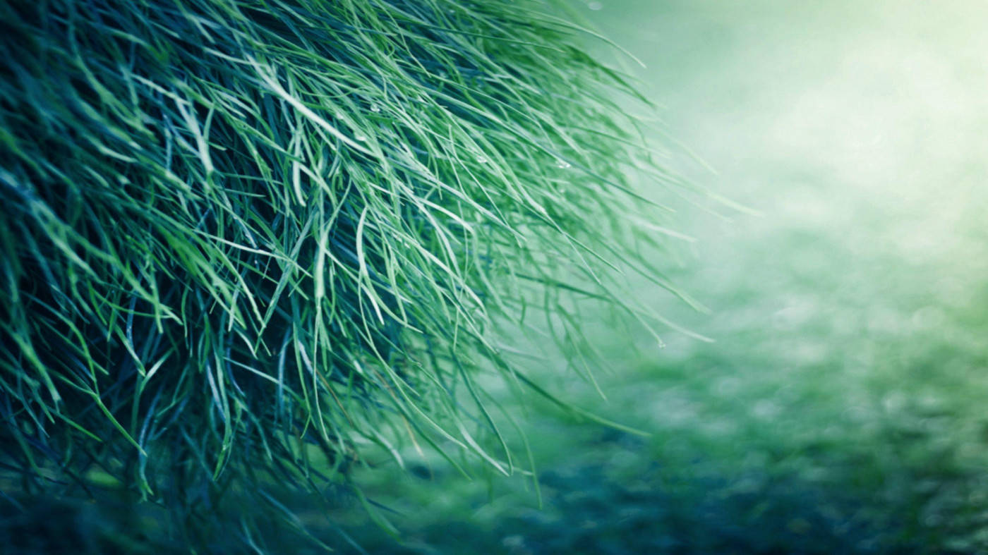 Patch Of Grass Miui Background