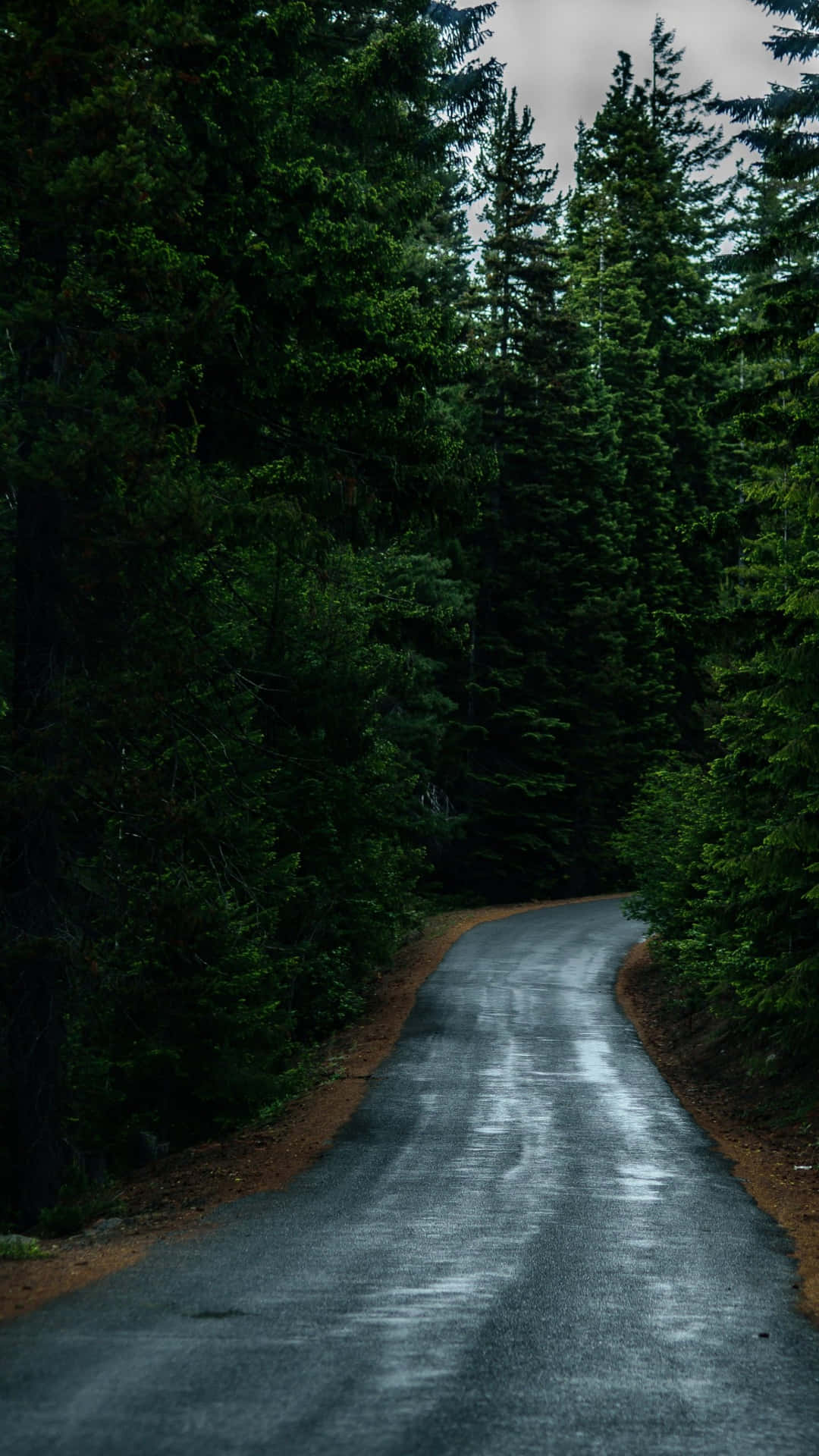 Path After Rain In A Dark Forest Background