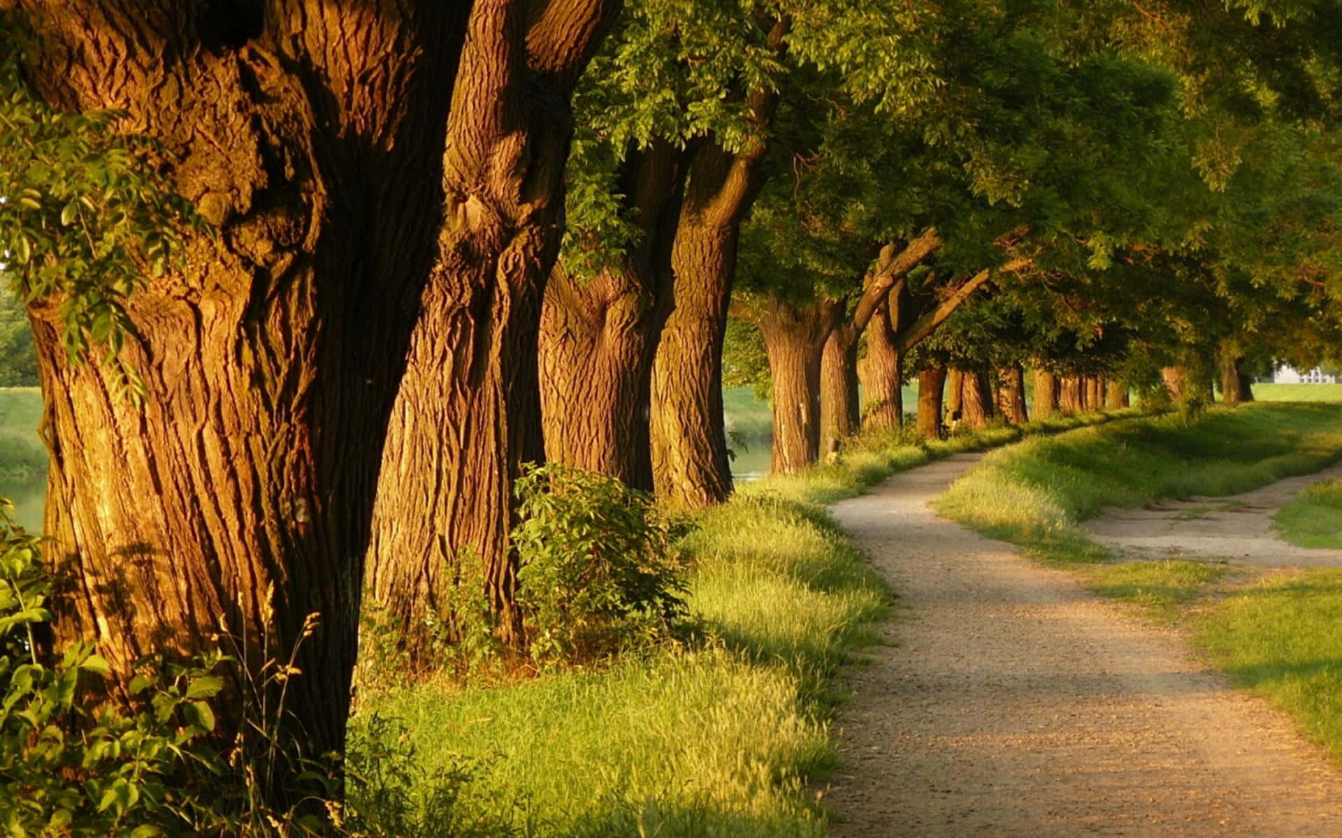 Path By The Big Trees Background