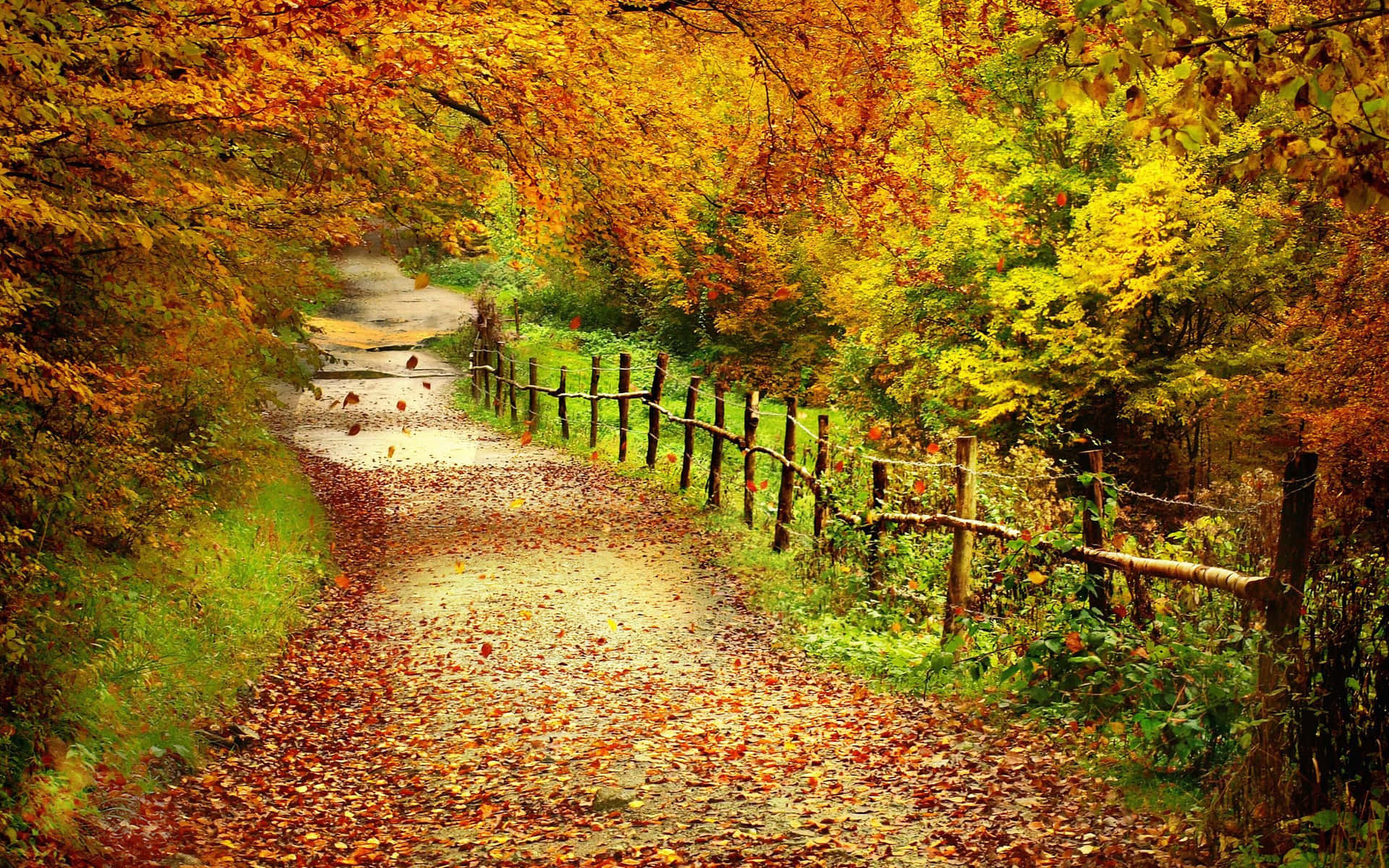 Path Covered With Autumn Leaves Background