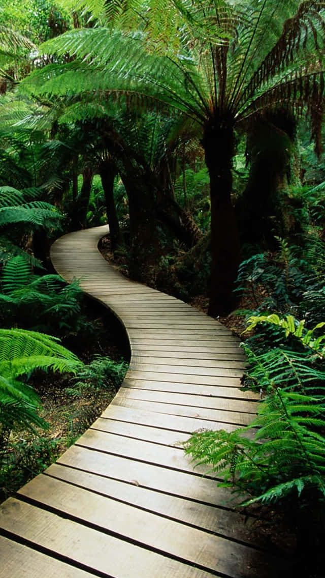 Path In A Greenery Garden Background