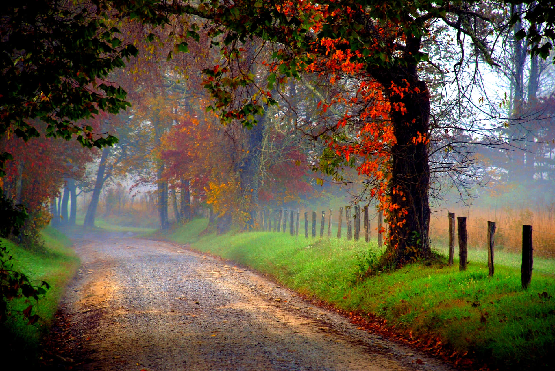 Path In A Misty Autumn Background