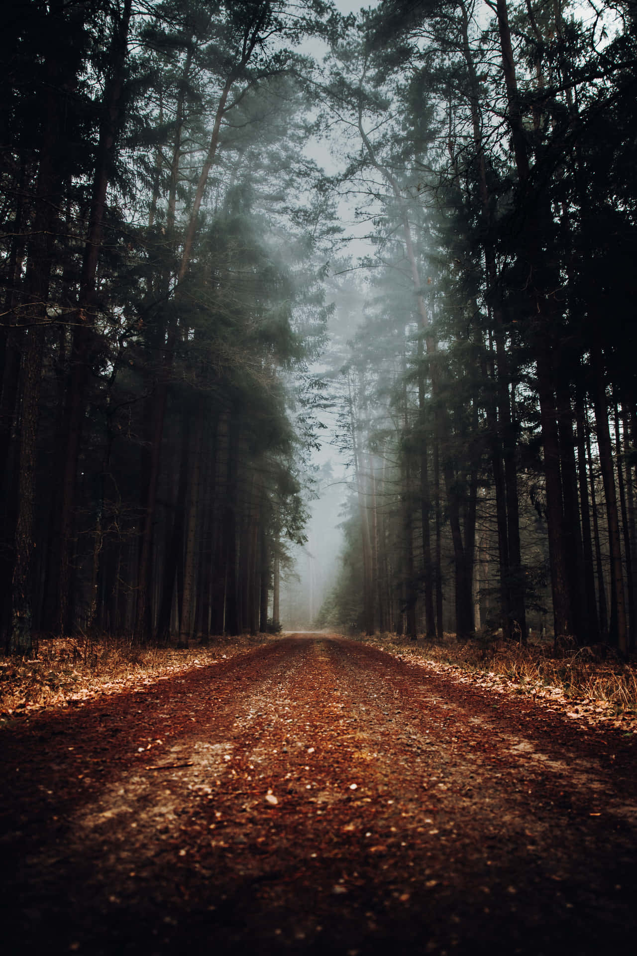 Path In A Misty Forest Background