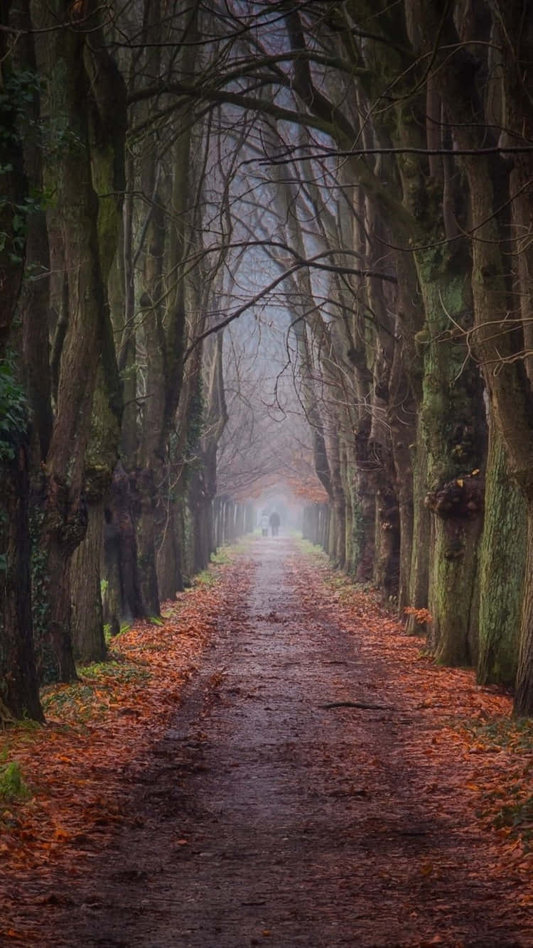 Path In Fall Season Background