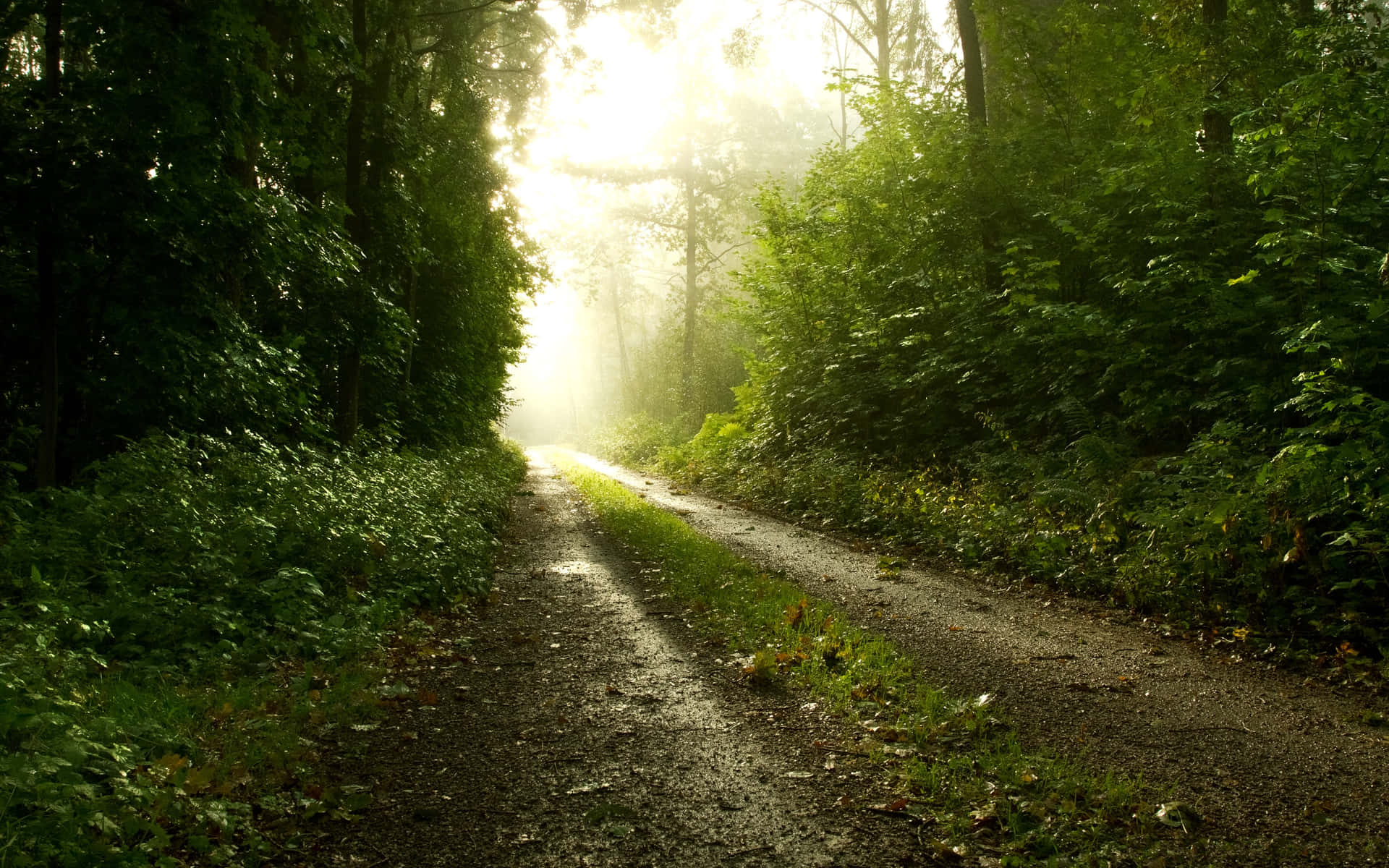 Path In The Dark Forest Background