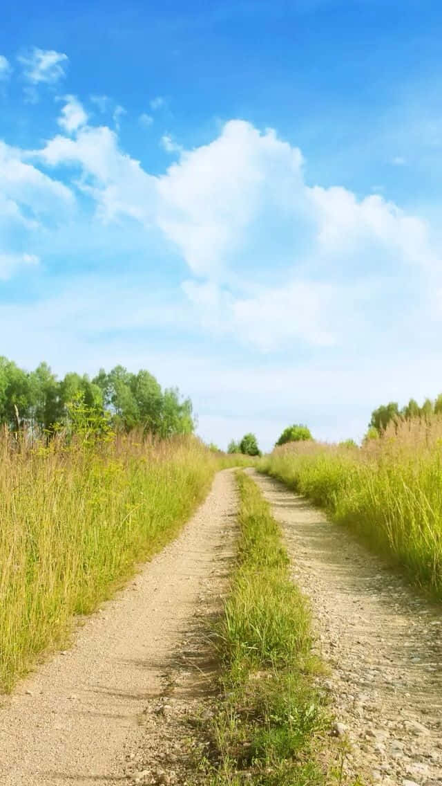 Path In The Field Background