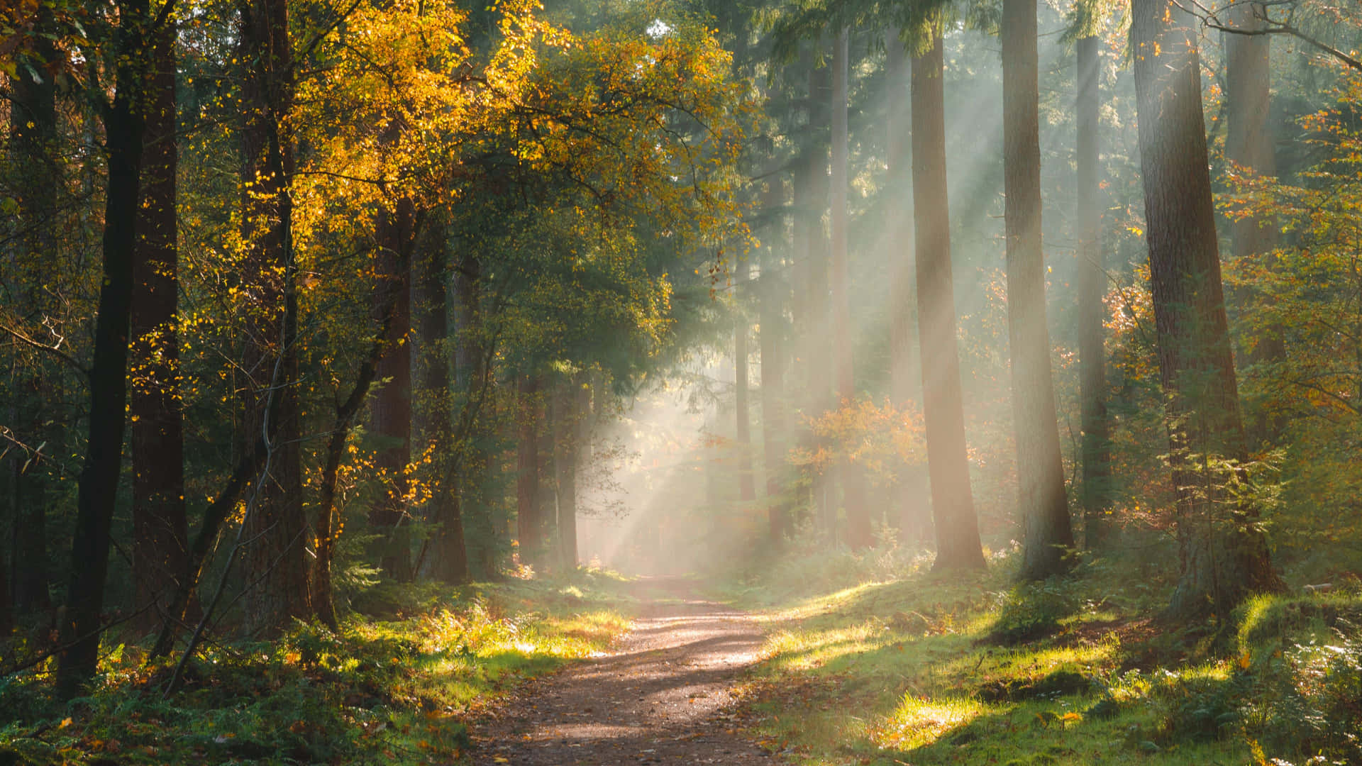 Path In The Forest Background