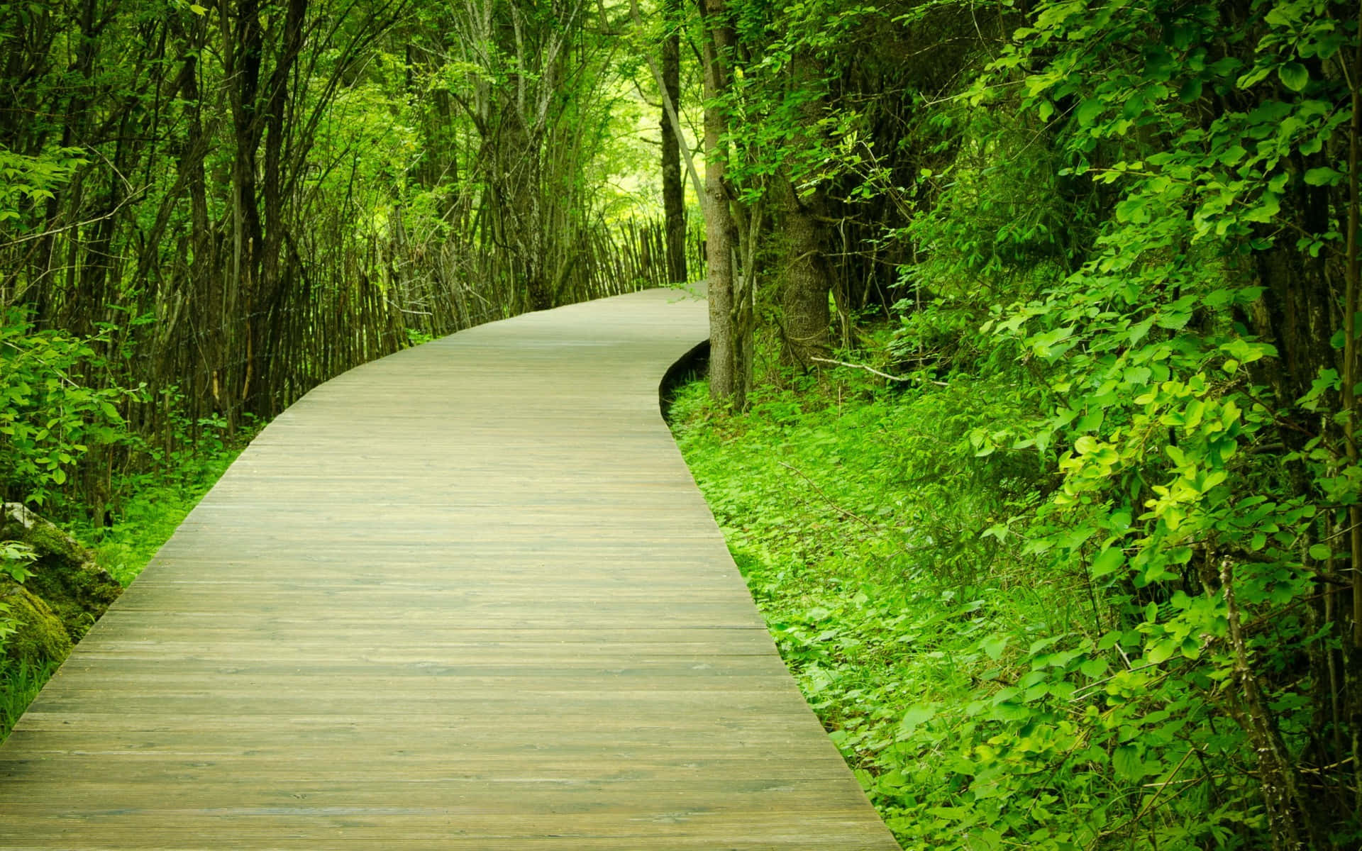 Path In The Greenery Background